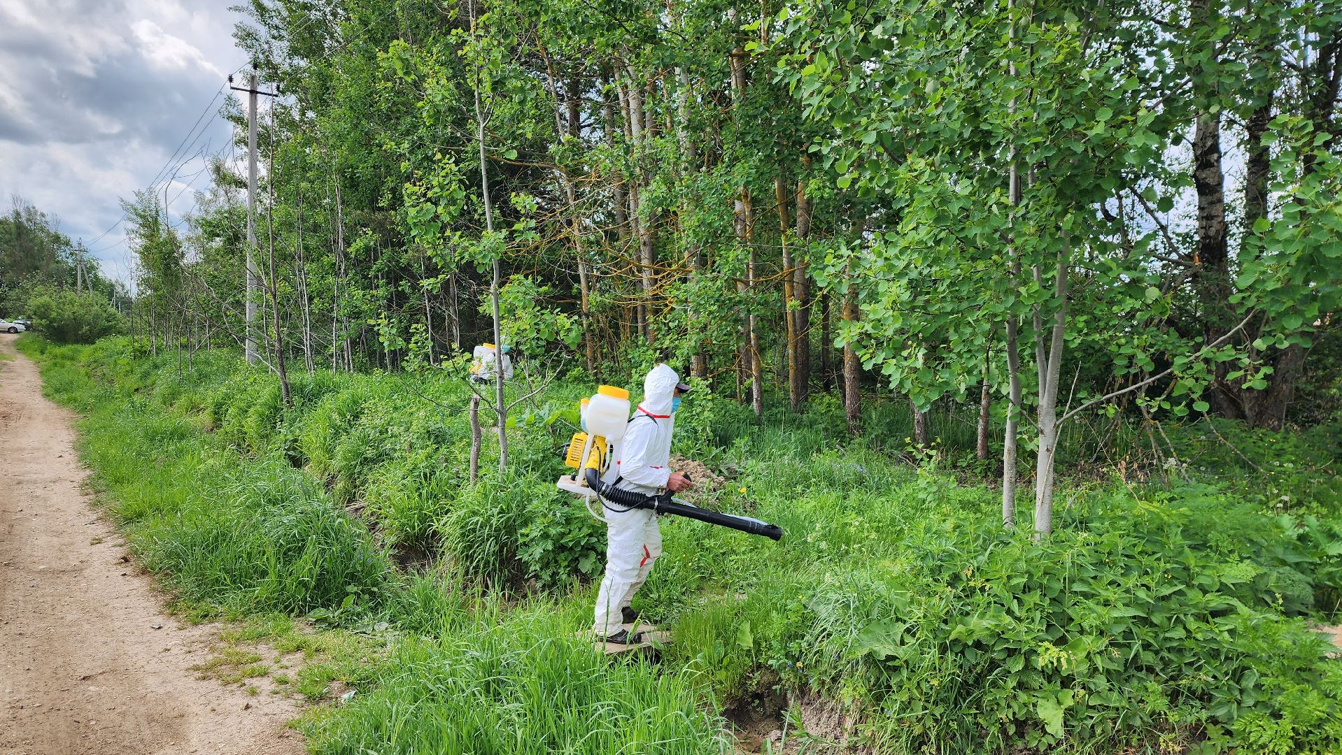 истра, экология, борщевик,