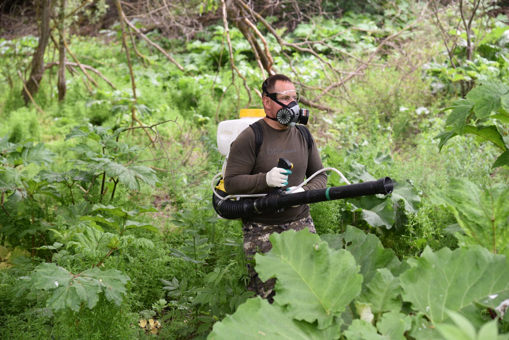 лотошино, кировский, борщевик сосновского, сельское хозяйство,