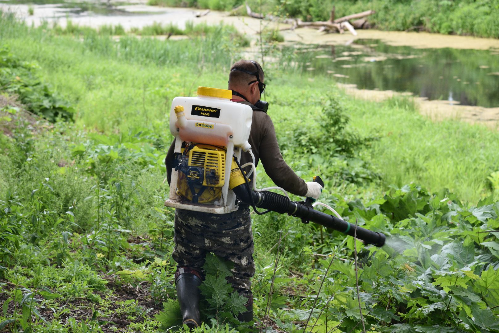 лотошино, кировский, борщевик сосновского, сельское хозяйство,