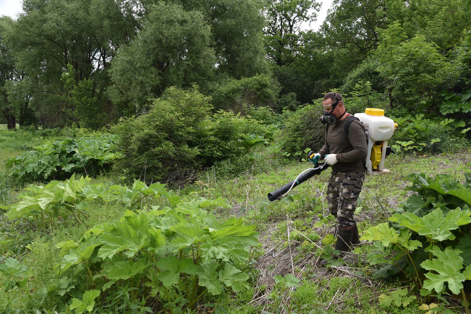 лотошино, кировский, борщевик сосновского, сельское хозяйство,