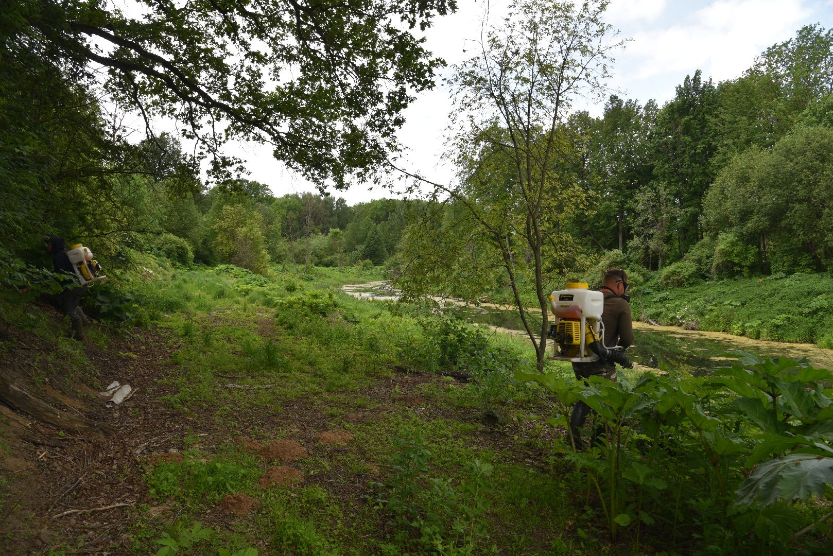 лотошино, кировский, борщевик сосновского, сельское хозяйство,