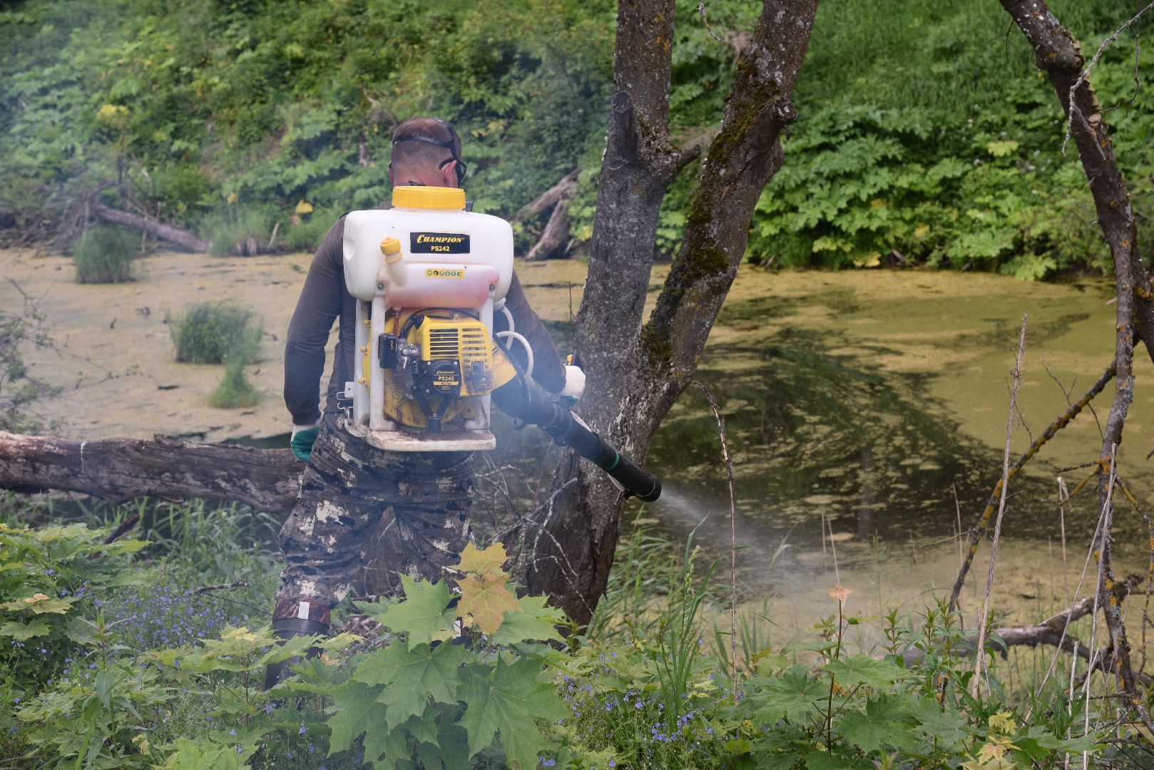 лотошино, кировский, борщевик сосновского, сельское хозяйство,