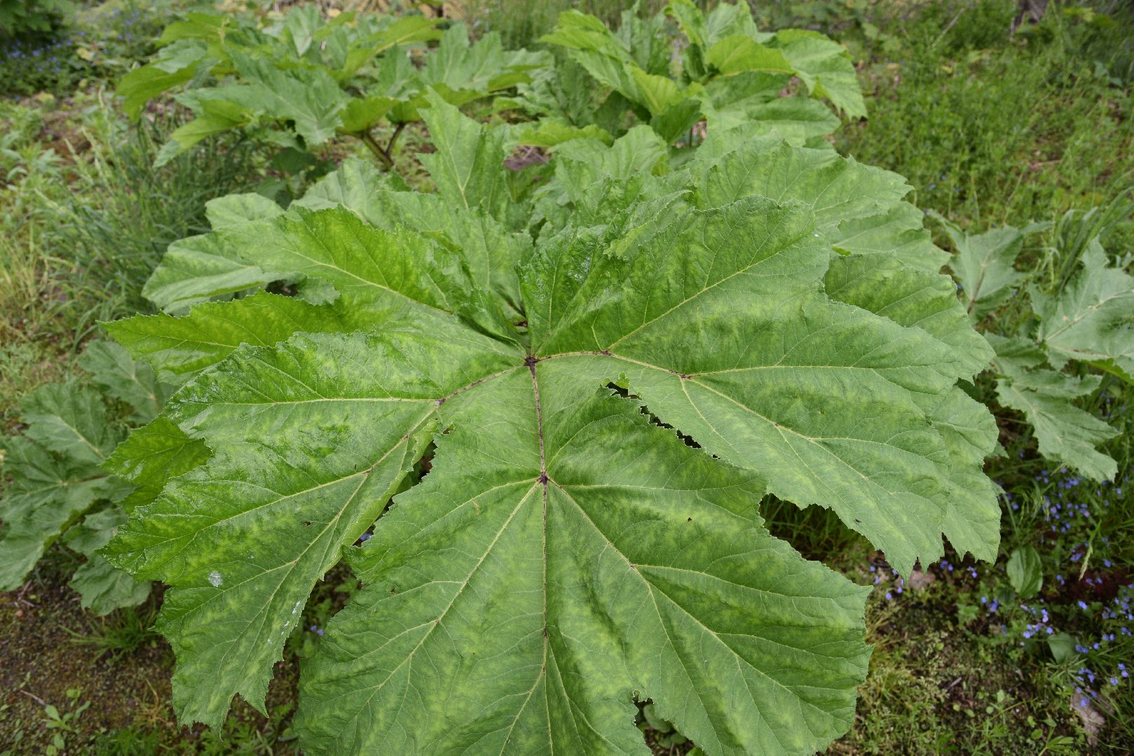 лотошино, кировский, борщевик сосновского, сельское хозяйство,
