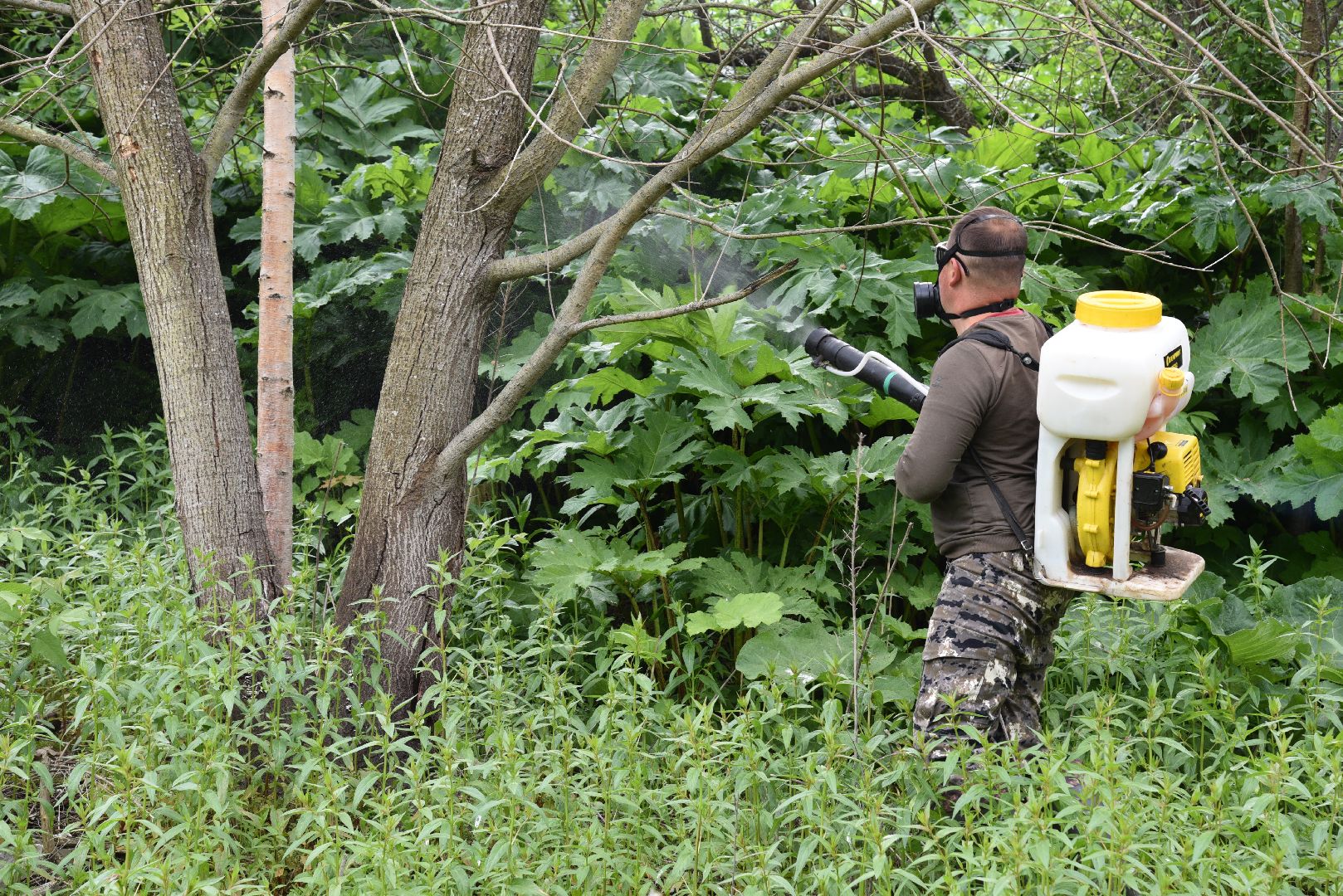 лотошино, кировский, борщевик сосновского, сельское хозяйство,