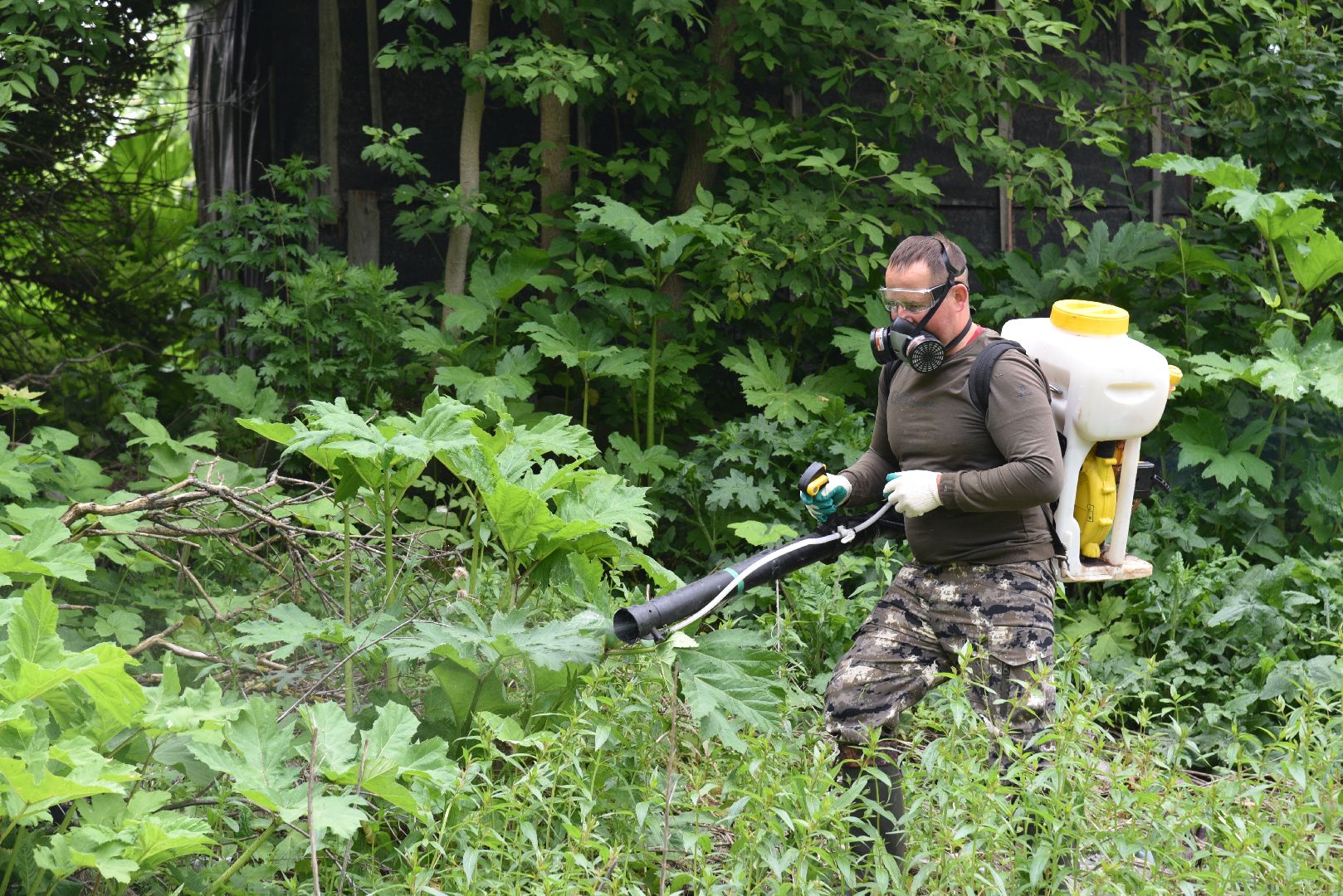 лотошино, кировский, борщевик сосновского, сельское хозяйство,