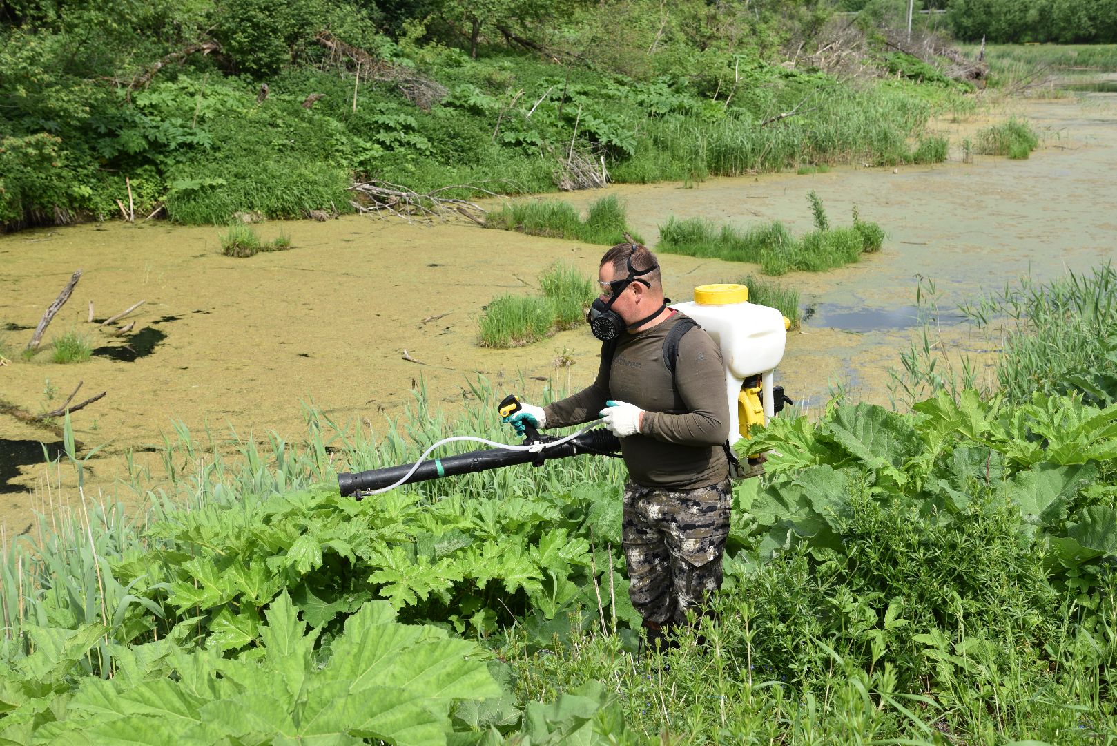 лотошино, кировский, борщевик сосновского, сельское хозяйство,