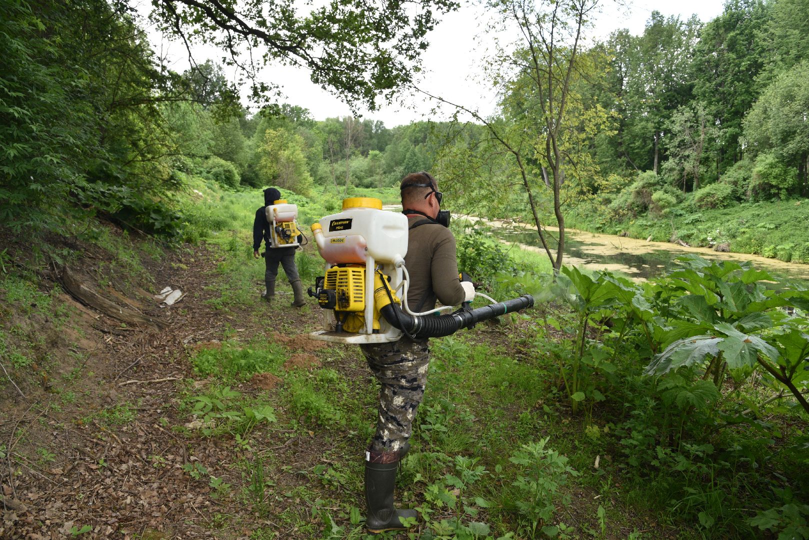 лотошино, кировский, борщевик сосновского, сельское хозяйство,