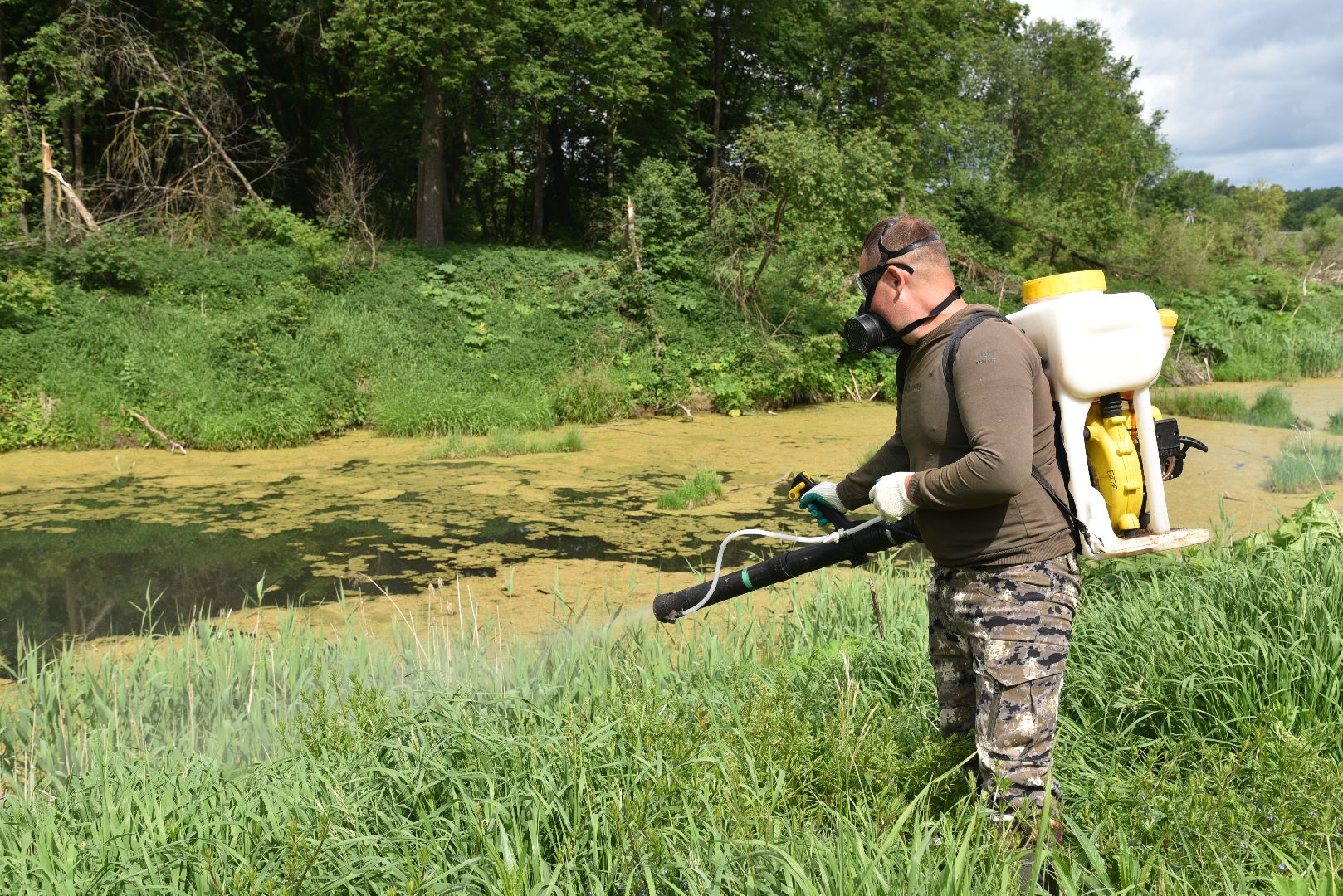 лотошино, кировский, борщевик сосновского, сельское хозяйство,