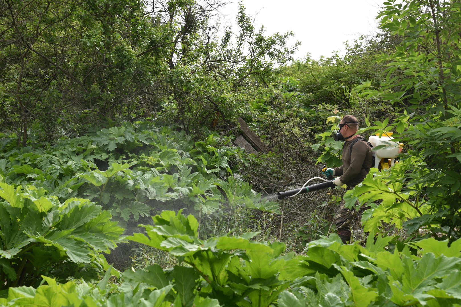 лотошино, кировский, борщевик сосновского, сельское хозяйство,