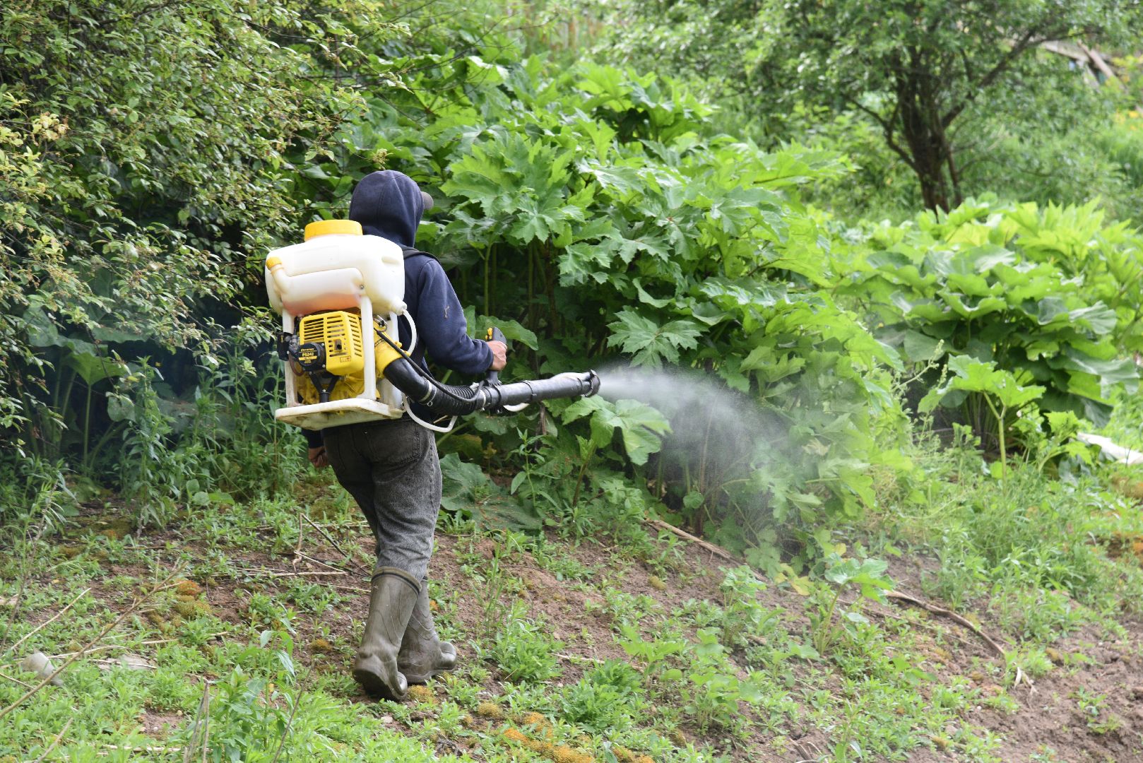 лотошино, кировский, борщевик сосновского, сельское хозяйство,