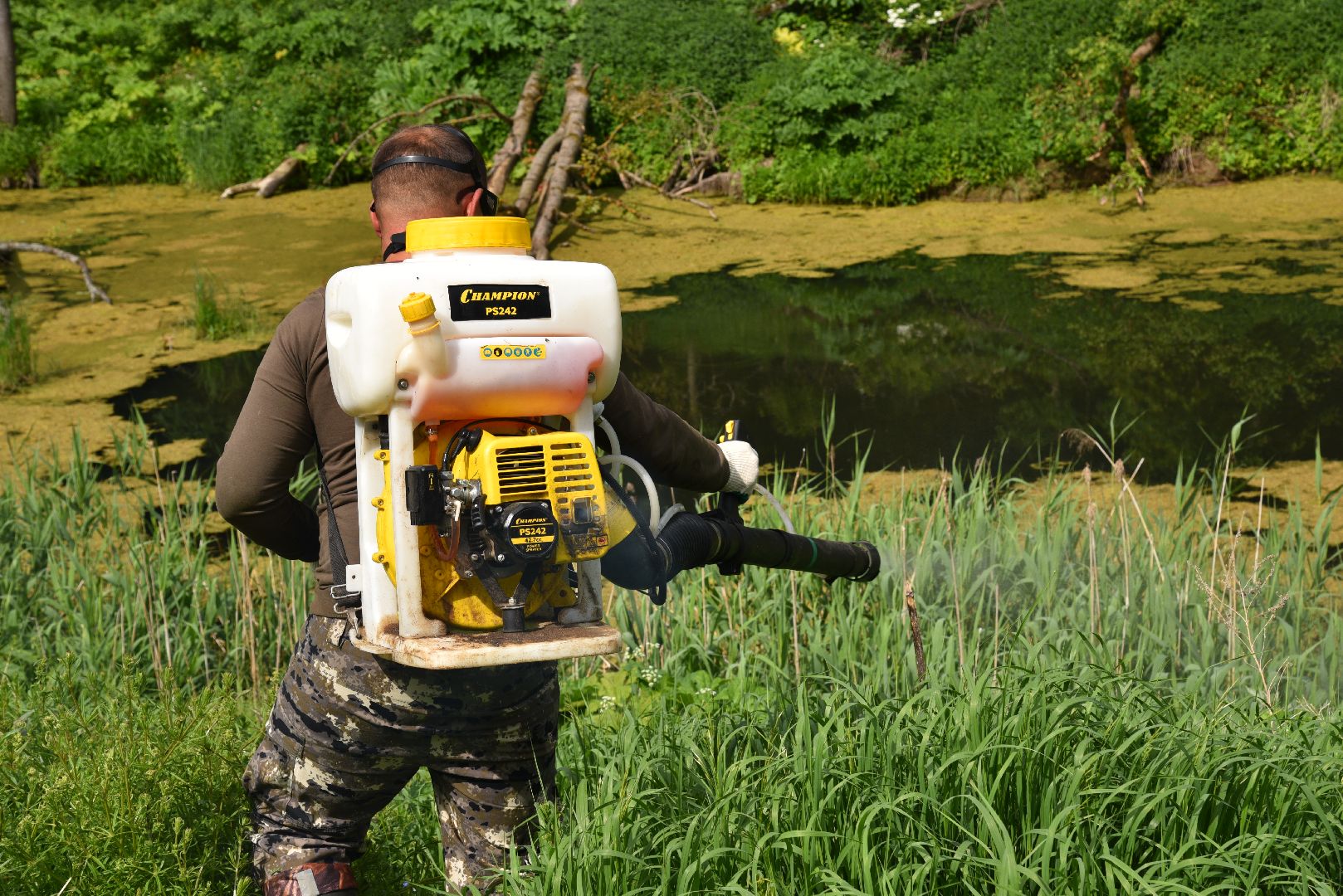 лотошино, кировский, борщевик сосновского, сельское хозяйство,