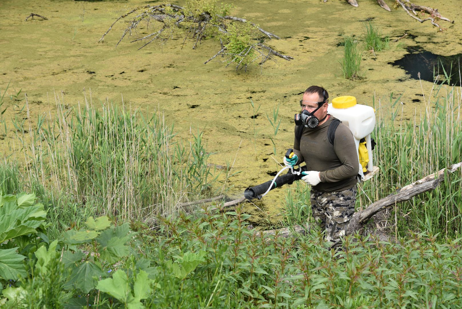 лотошино, кировский, борщевик сосновского, сельское хозяйство,