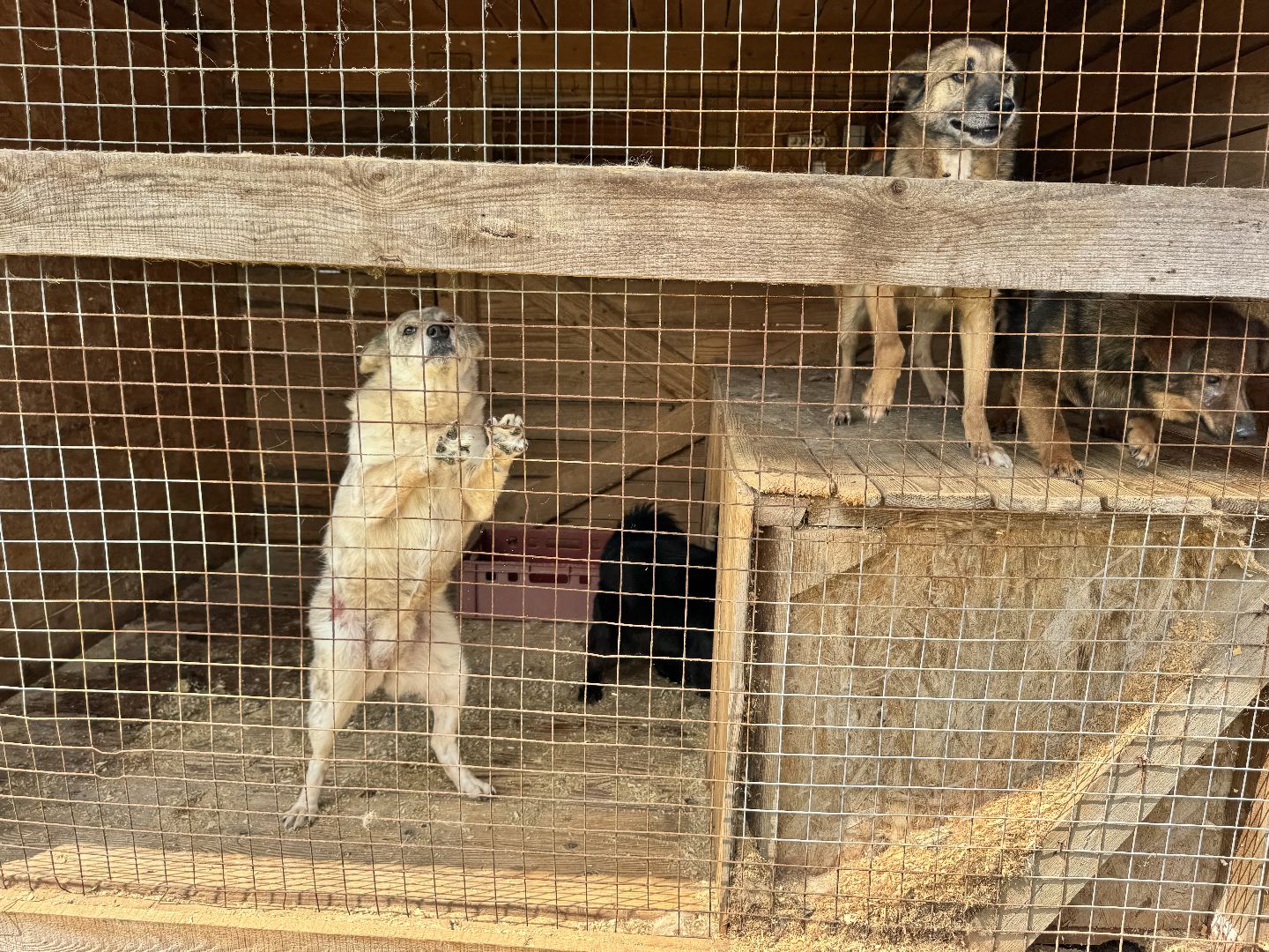 шаховская, животные, приют для бездомных животных, приют для животных, приют для собак,