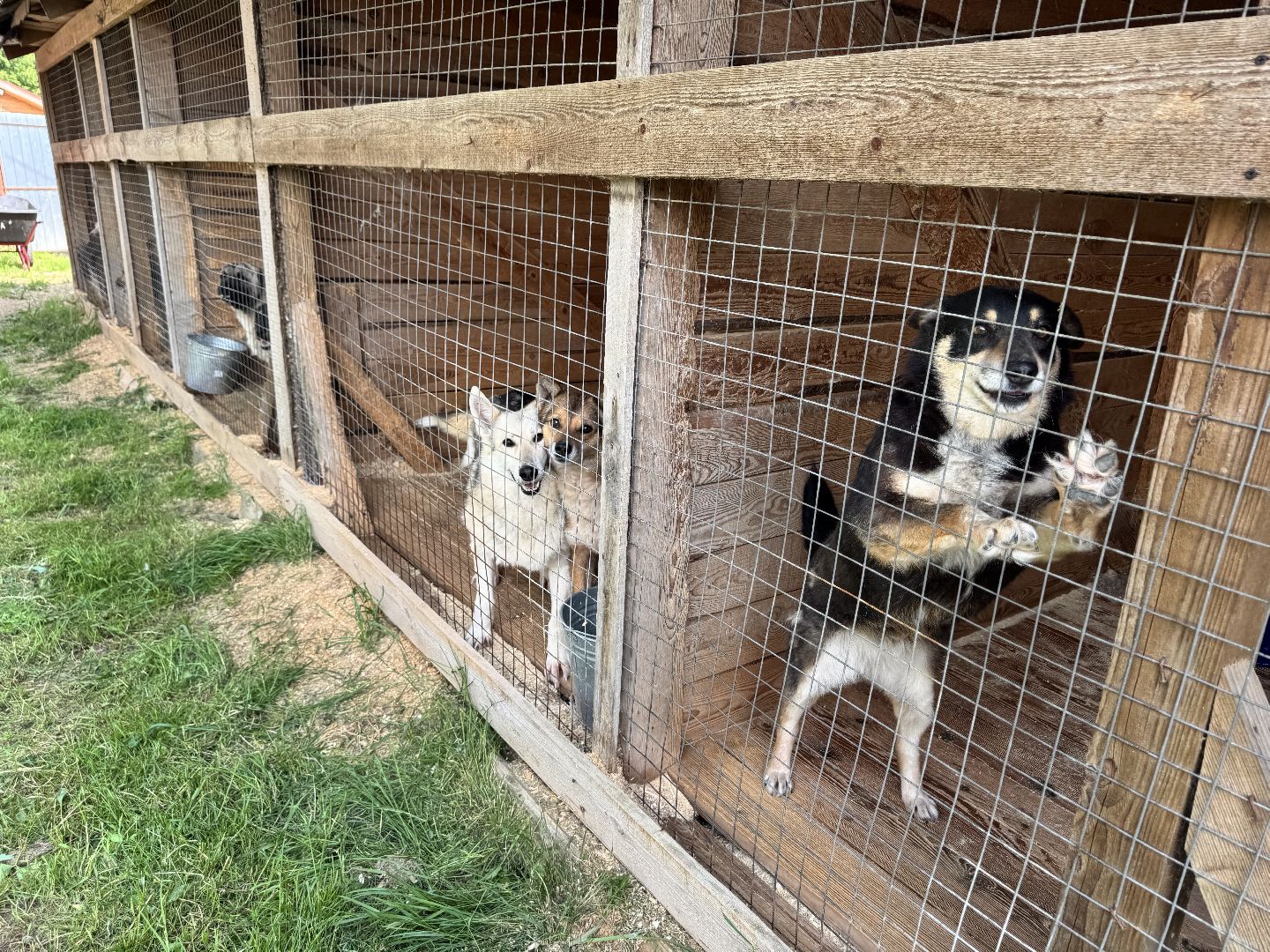 шаховская, животные, приют для бездомных животных, приют для животных, приют для собак,