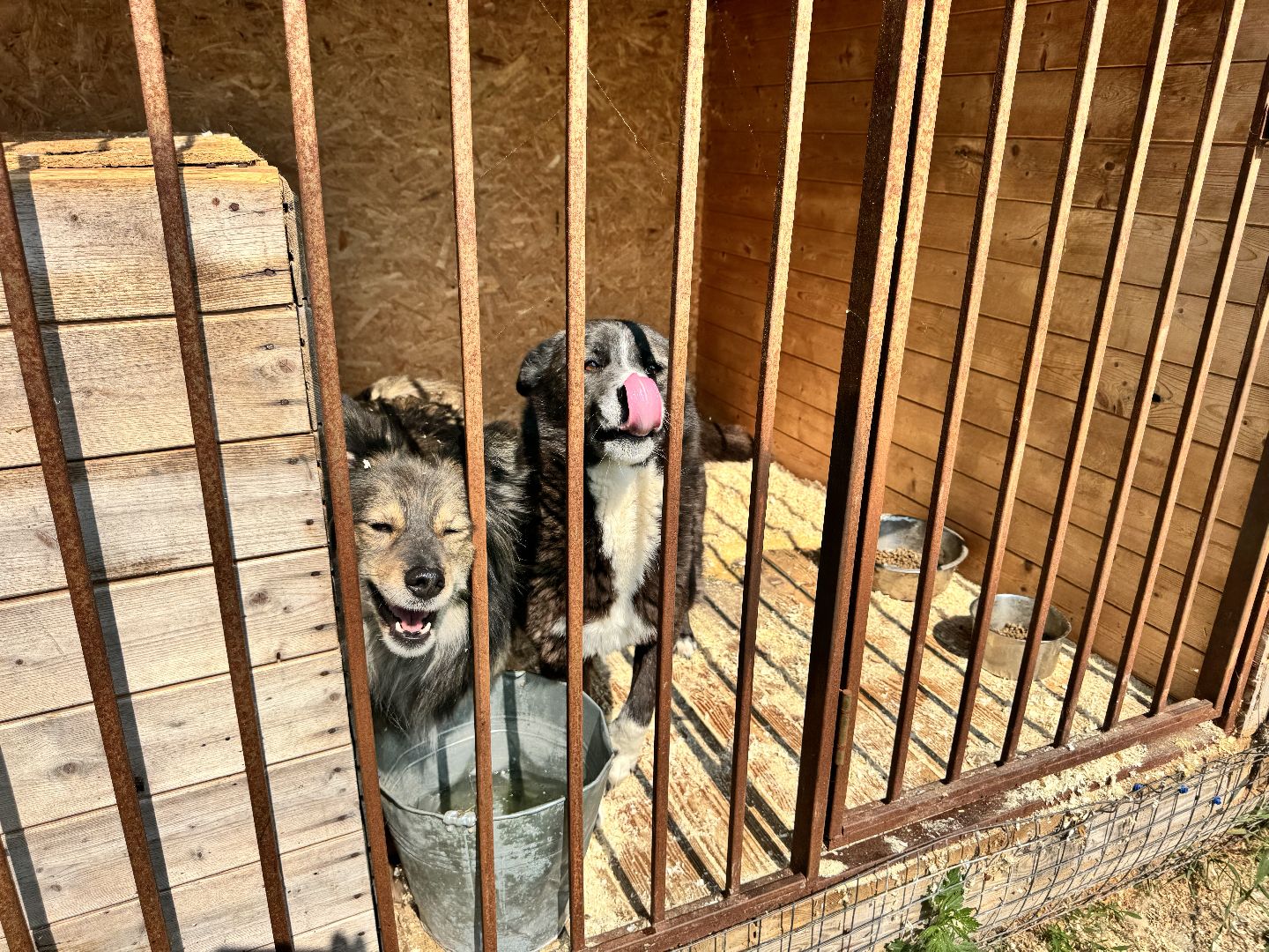 шаховская, животные, приют для бездомных животных, приют для животных, приют для собак,