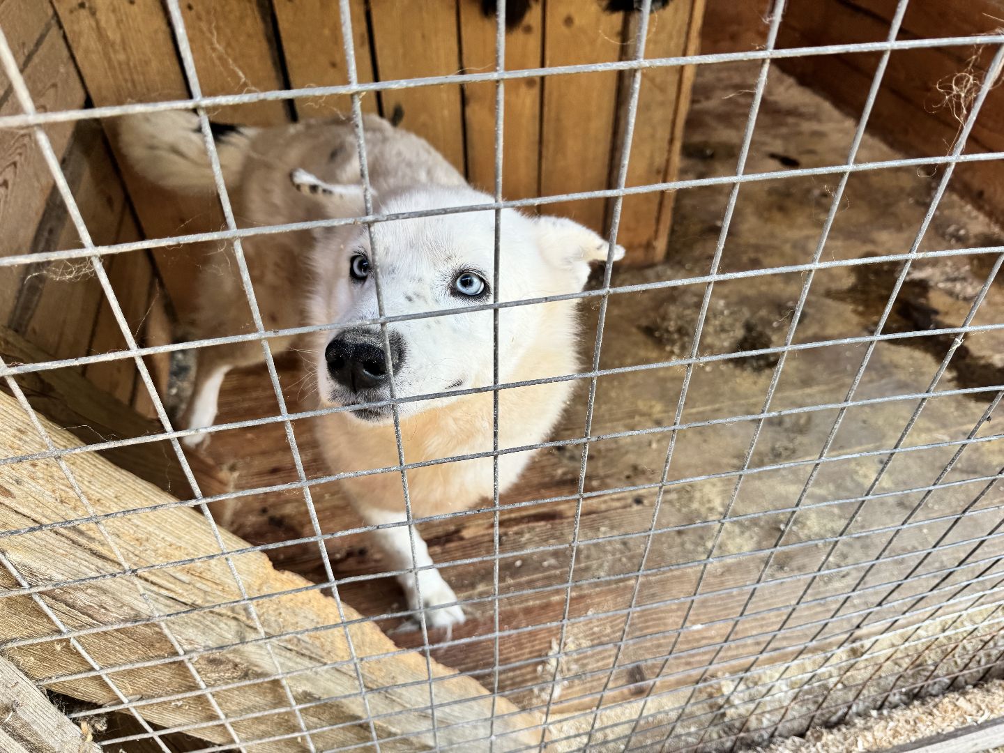 шаховская, животные, приют для бездомных животных, приют для животных, приют для собак,