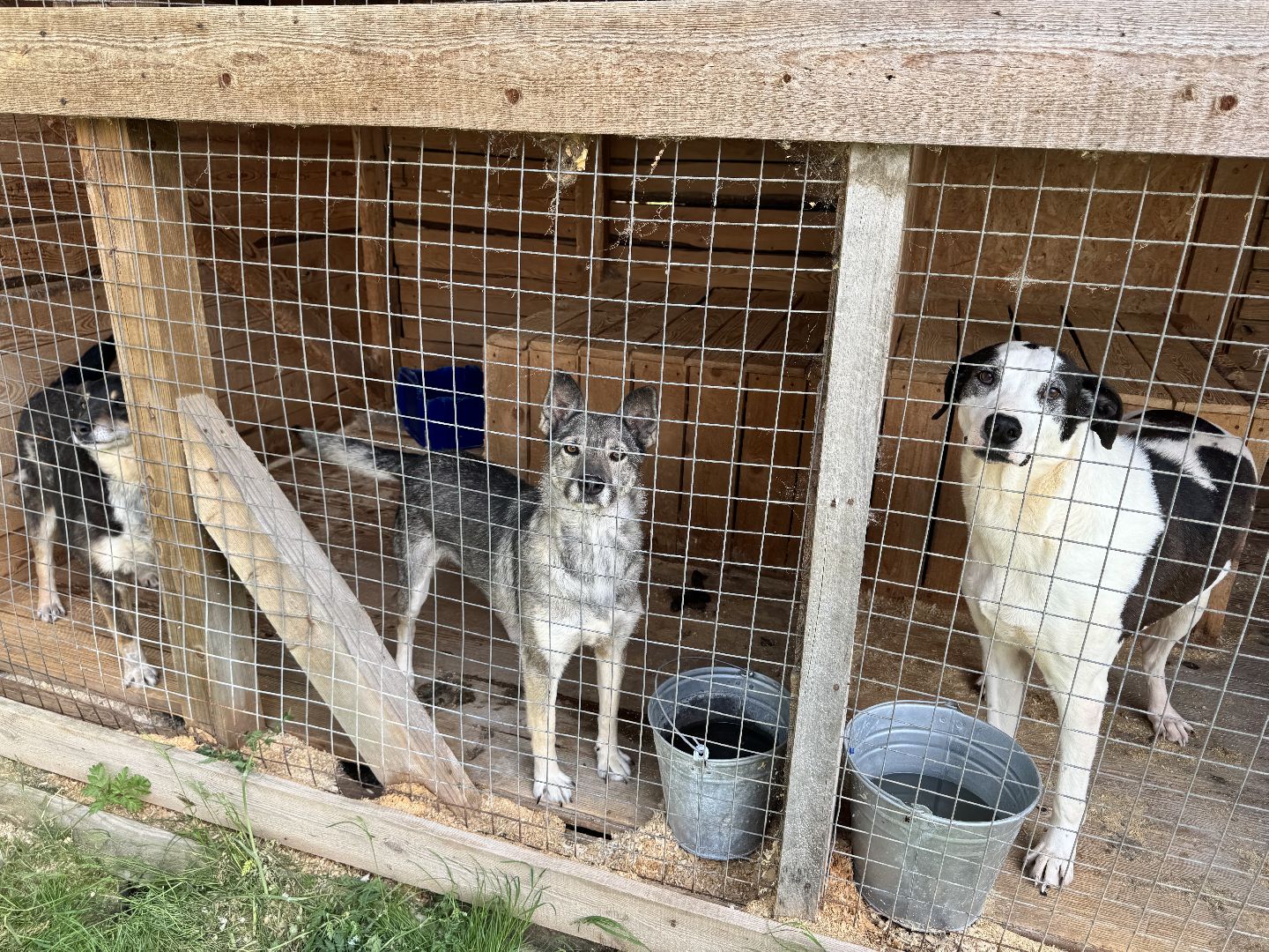 шаховская, животные, приют для бездомных животных, приют для животных, приют для собак,