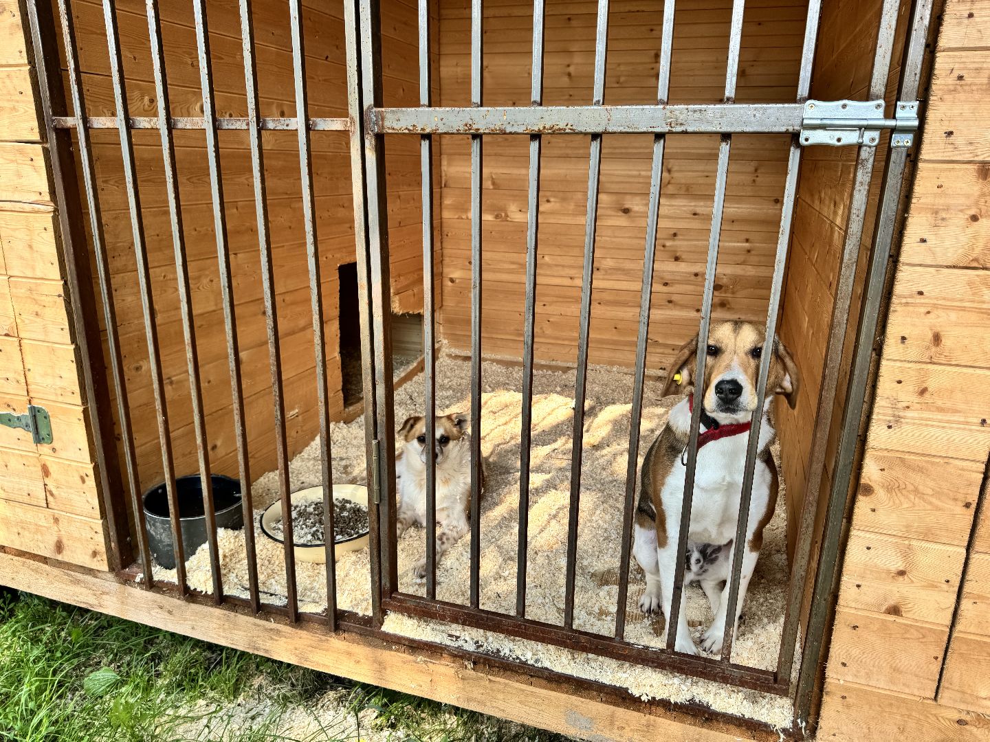 шаховская, животные, приют для бездомных животных, приют для животных, приют для собак,