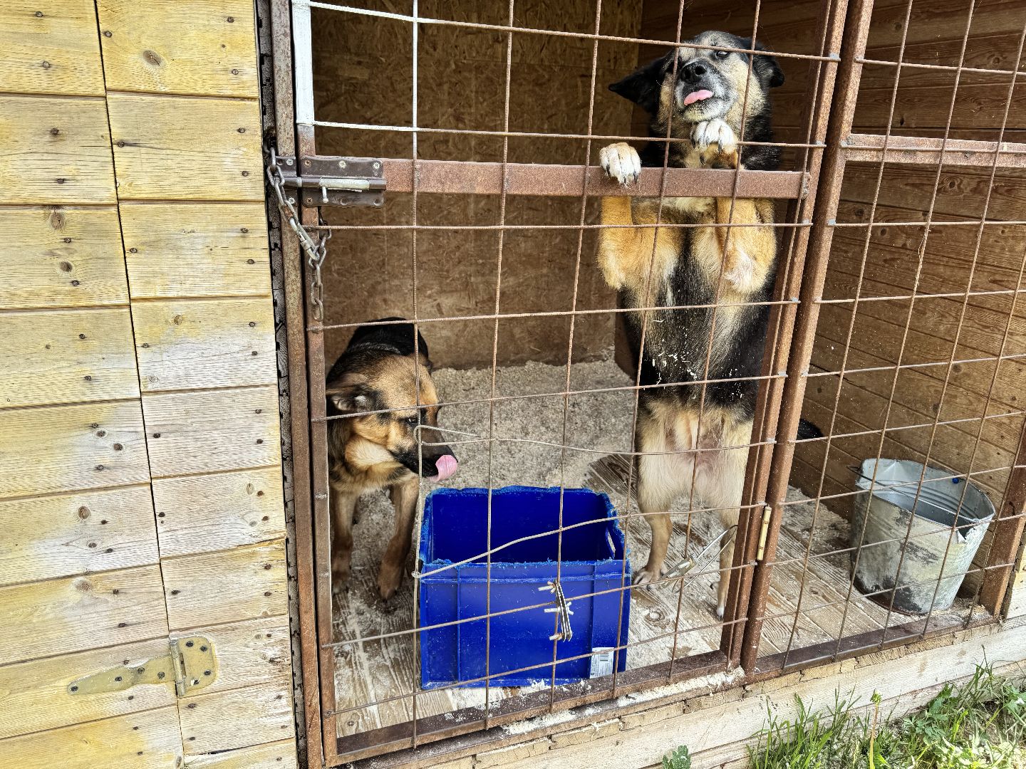 шаховская, животные, приют для бездомных животных, приют для животных, приют для собак,