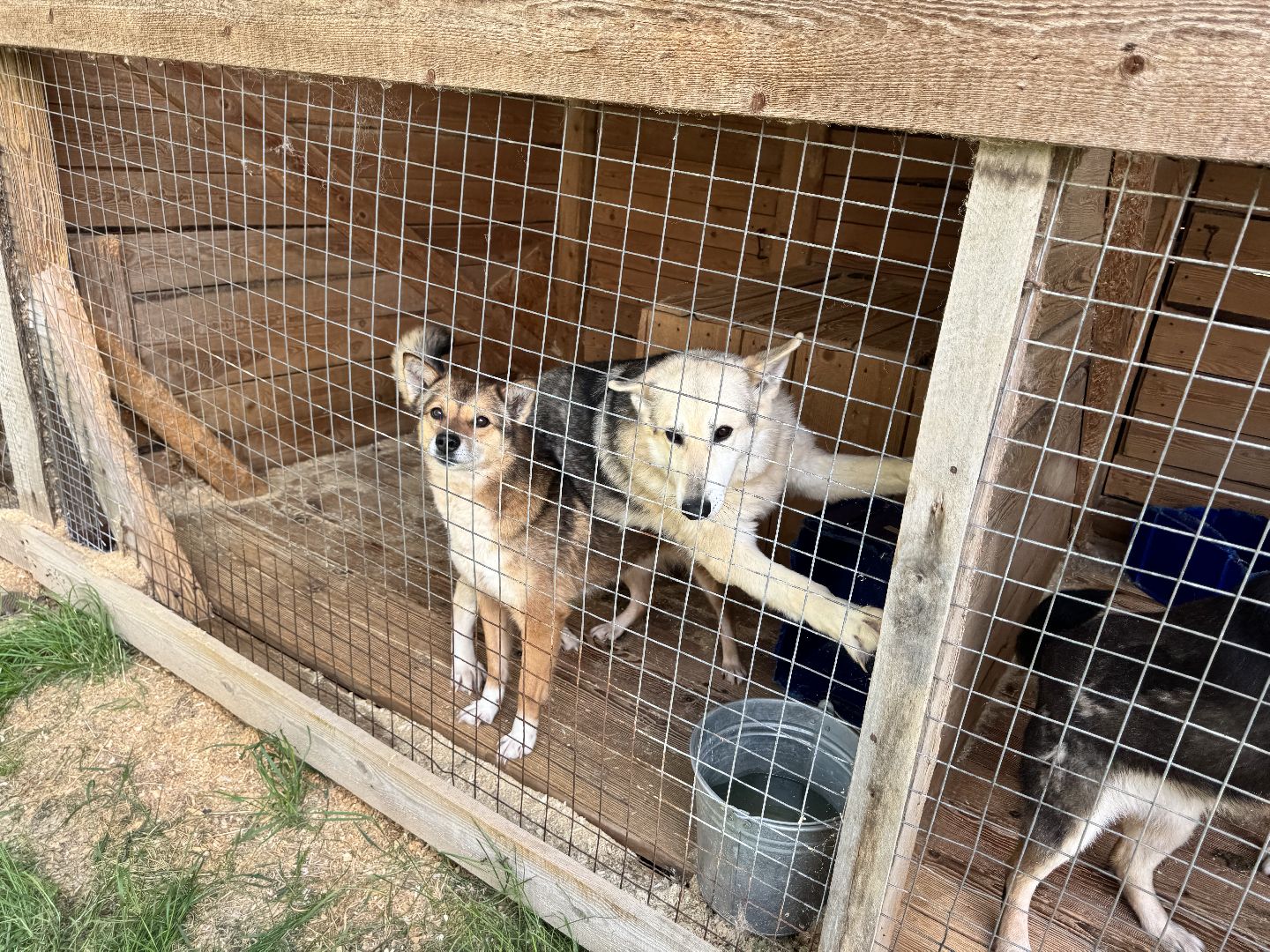 шаховская, животные, приют для бездомных животных, приют для животных, приют для собак,