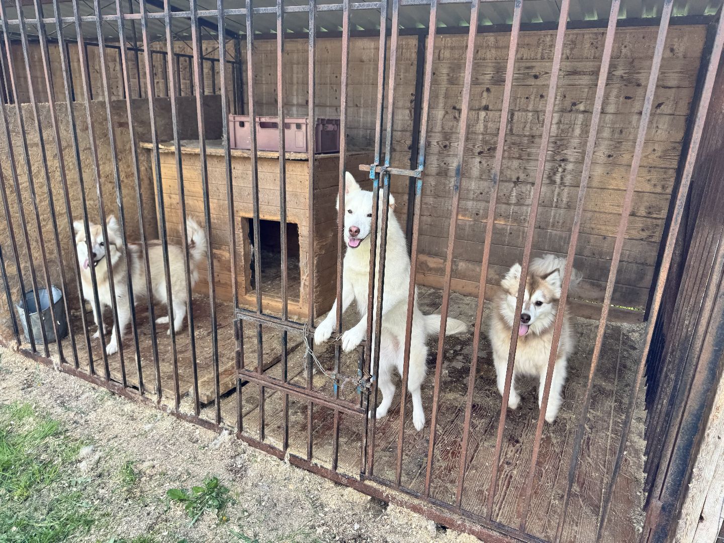 шаховская, животные, приют для бездомных животных, приют для животных, приют для собак,