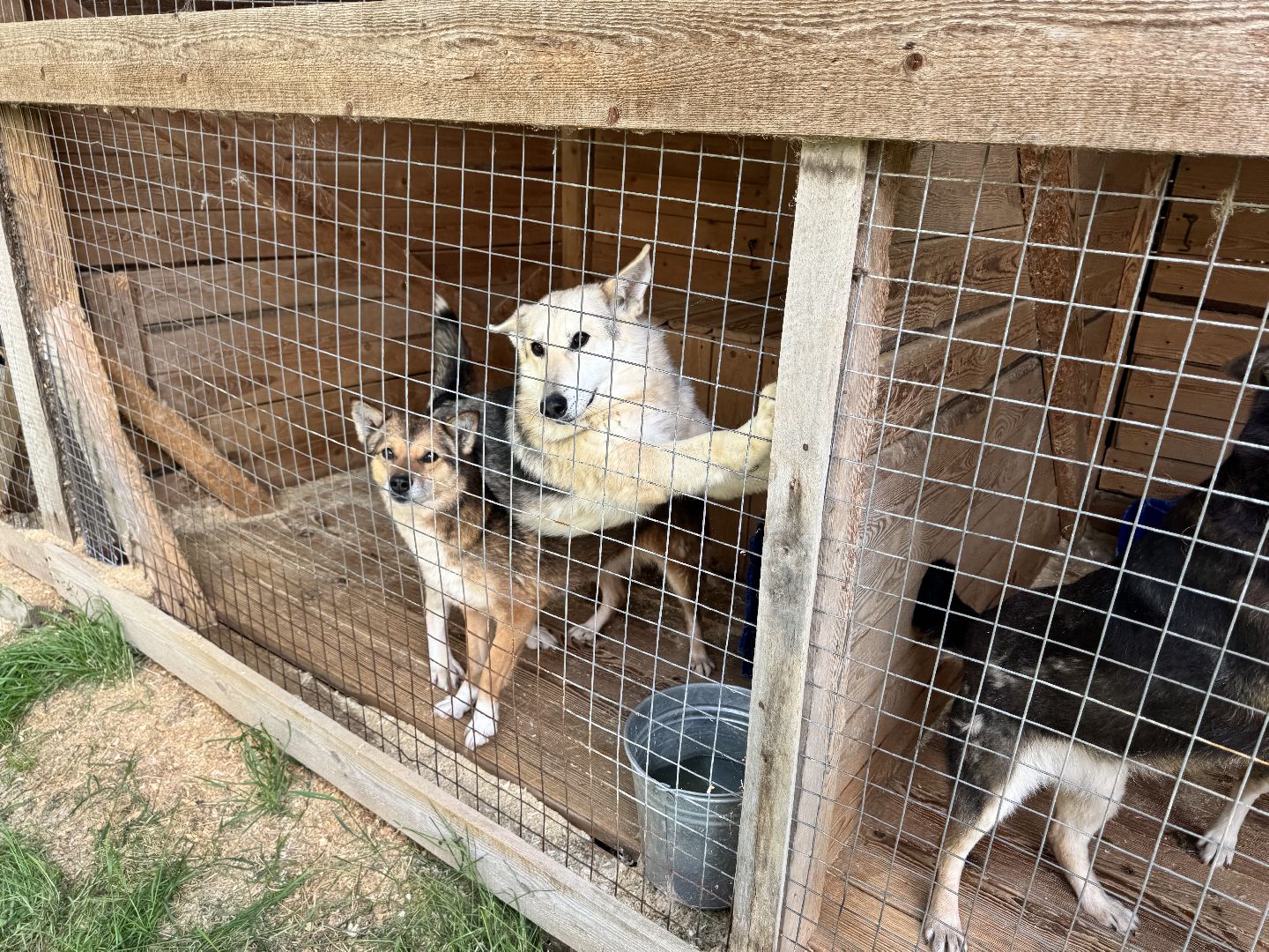 шаховская, животные, приют для бездомных животных, приют для животных, приют для собак,