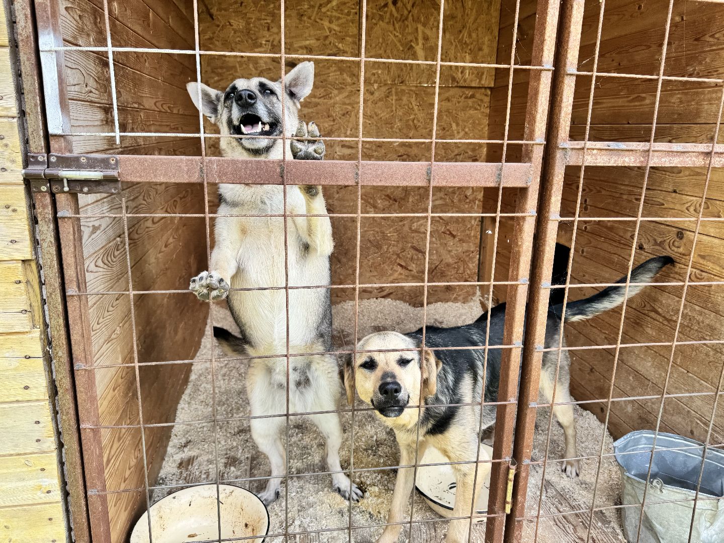 шаховская, животные, приют для бездомных животных, приют для животных, приют для собак,