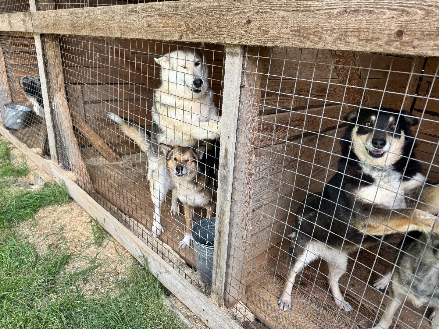 шаховская, животные, приют для бездомных животных, приют для животных, приют для собак,