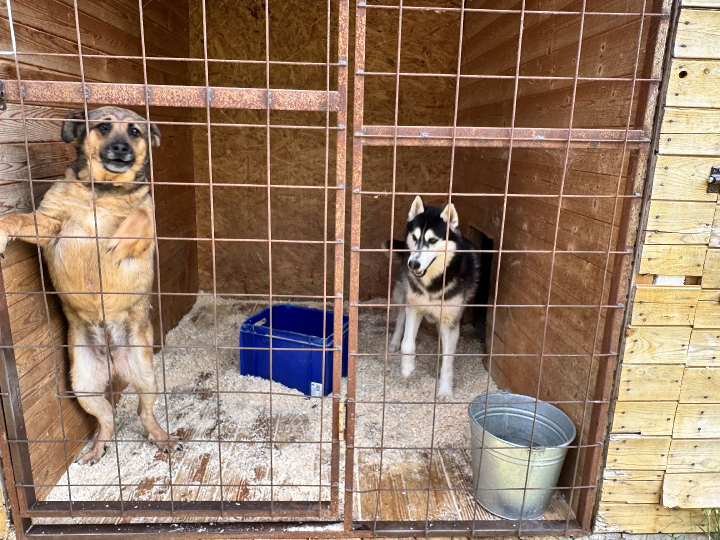 шаховская, животные, приют для бездомных животных, приют для животных, приют для собак,