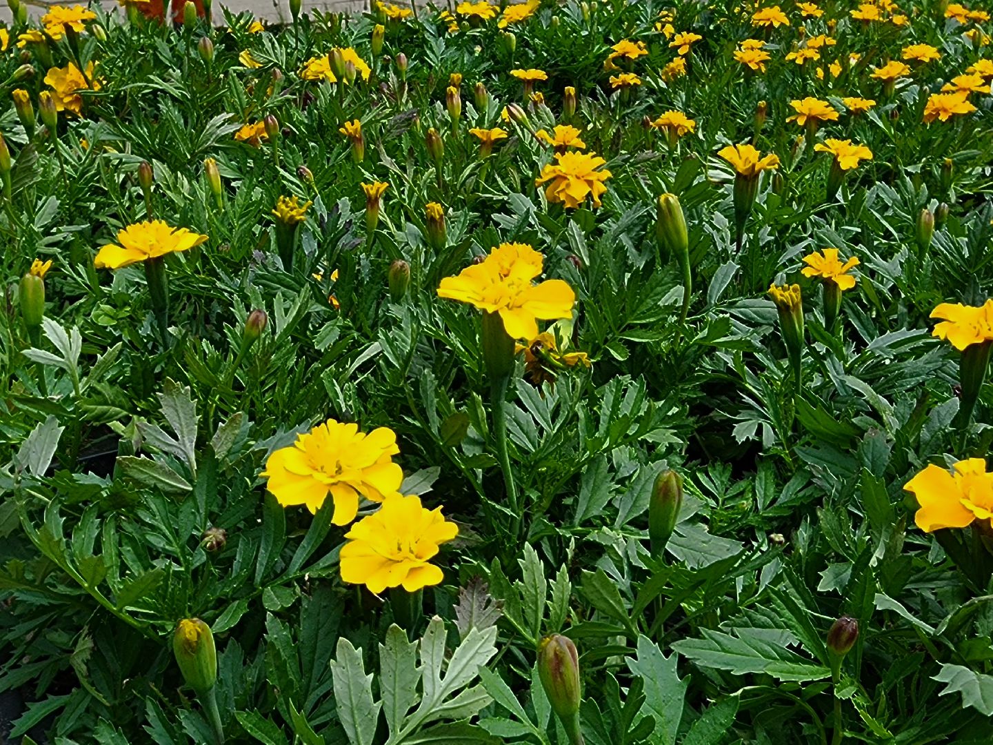 наро-фоминск, наро-фоминский городской округ, летние клумбы, благоустройство мемориала,