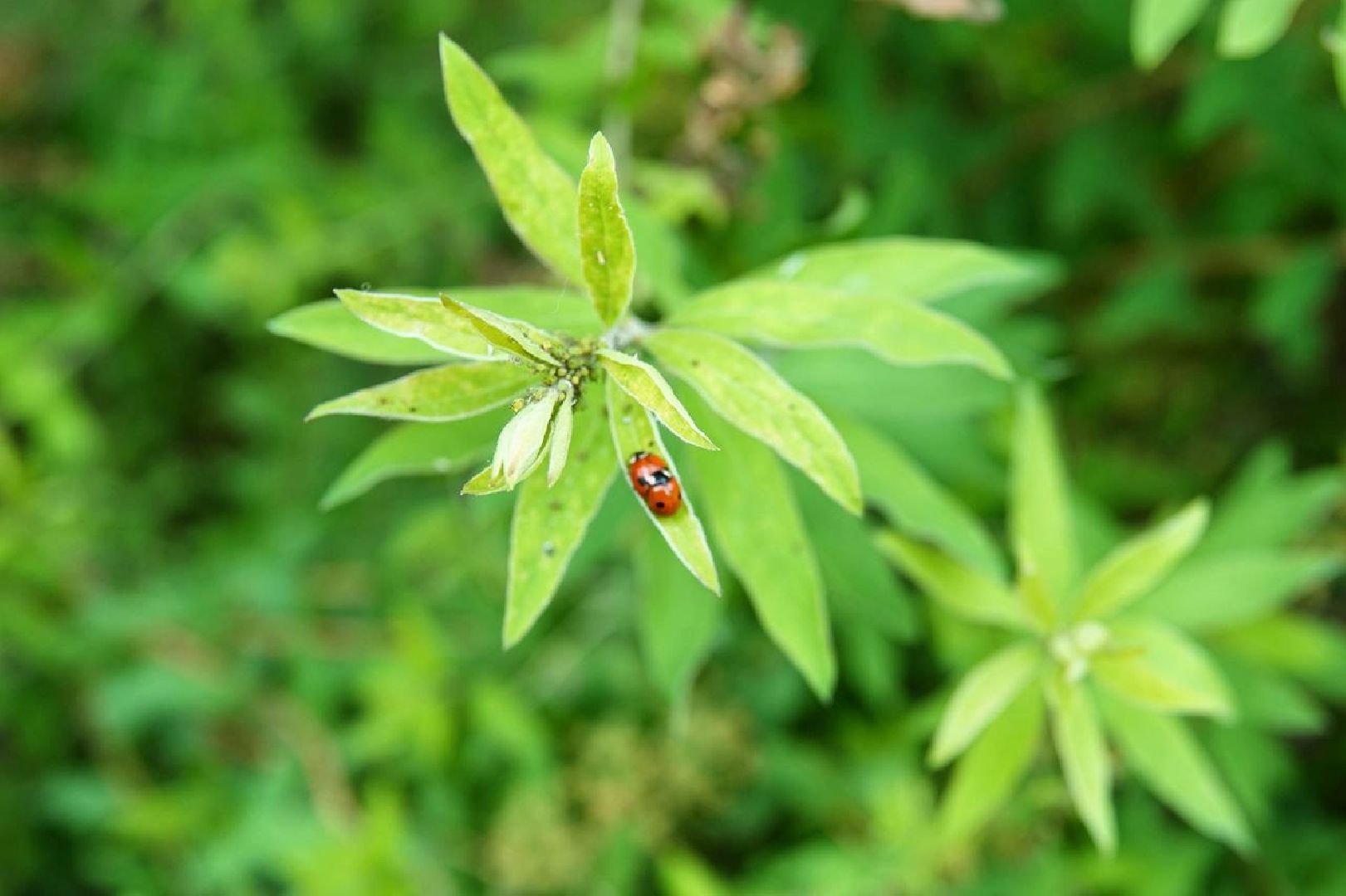 благоустройство , сергиев посад ,  сергиево-посадский городской округ, развитие территорий ,