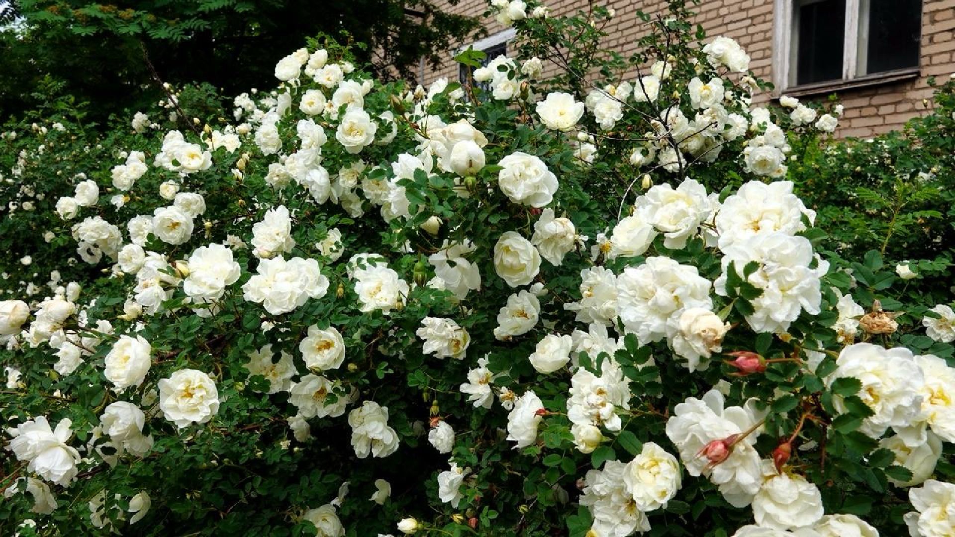 благоустройство , сергиев посад ,  сергиево-посадский городской округ, развитие территорий ,