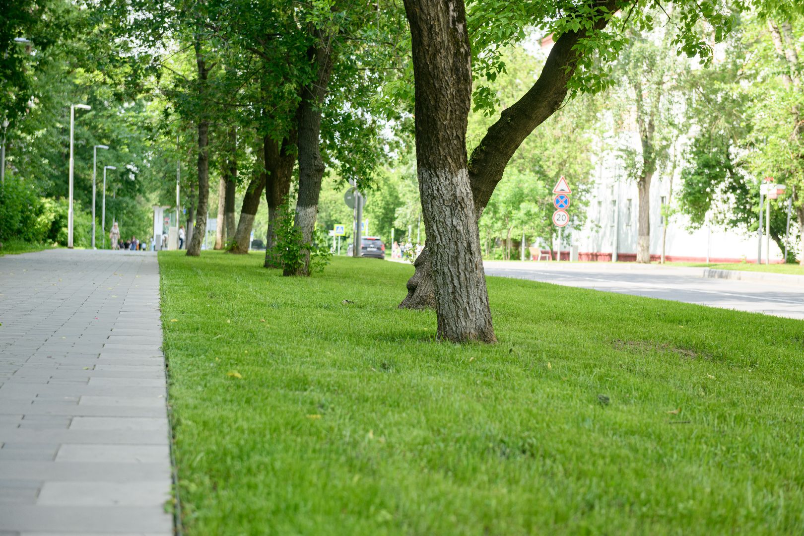 лыткарино, благоустрйоство, газон,