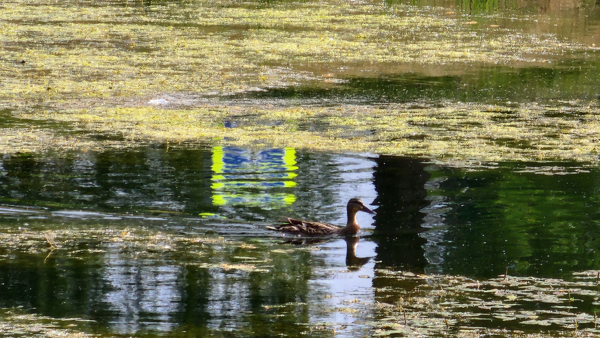 истра, благоустройство, очистка водоема,