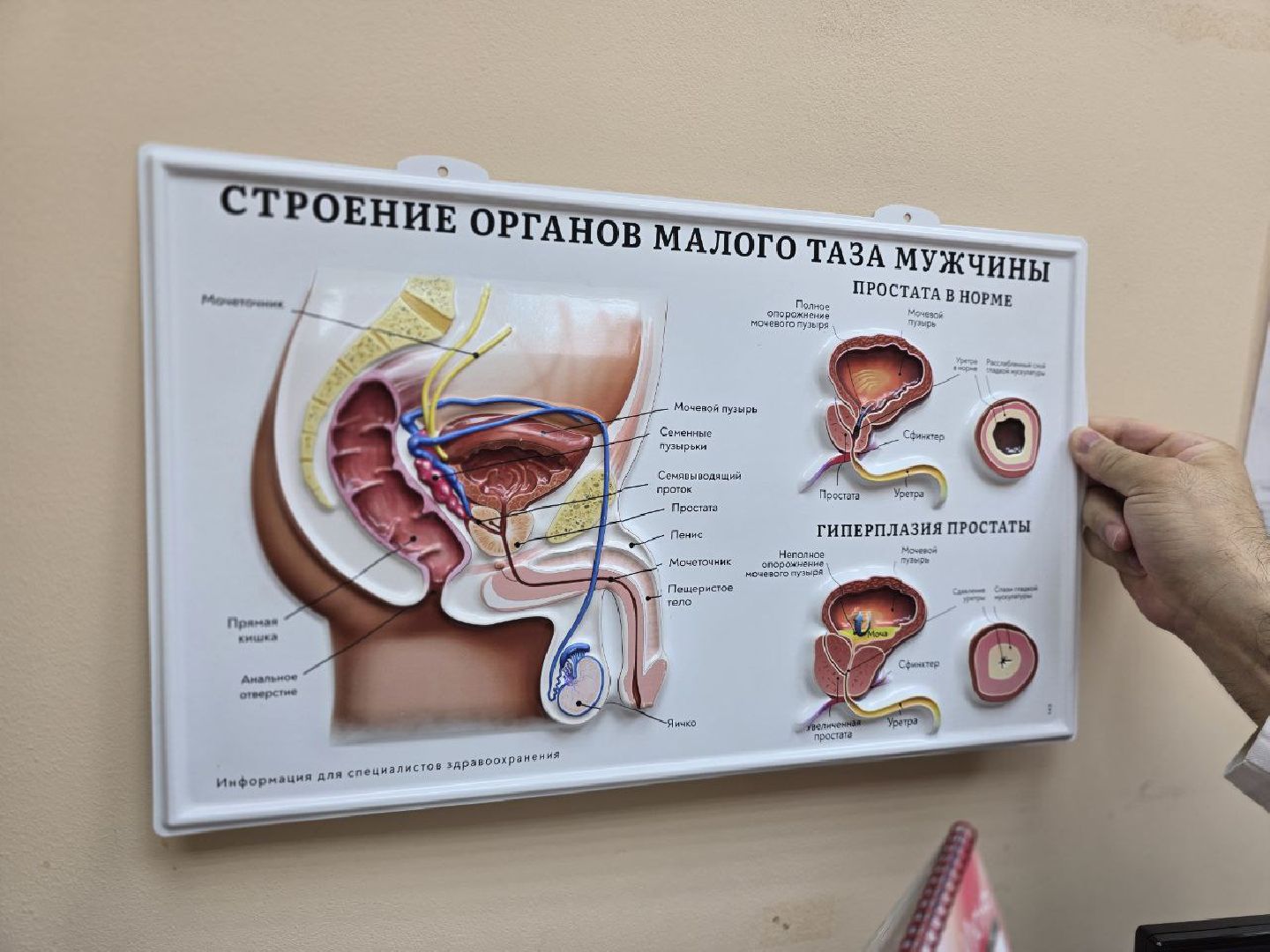 можайск, можайский муниципальный округ, подмосковье, новый врач, можайская больница, уролог, медик,