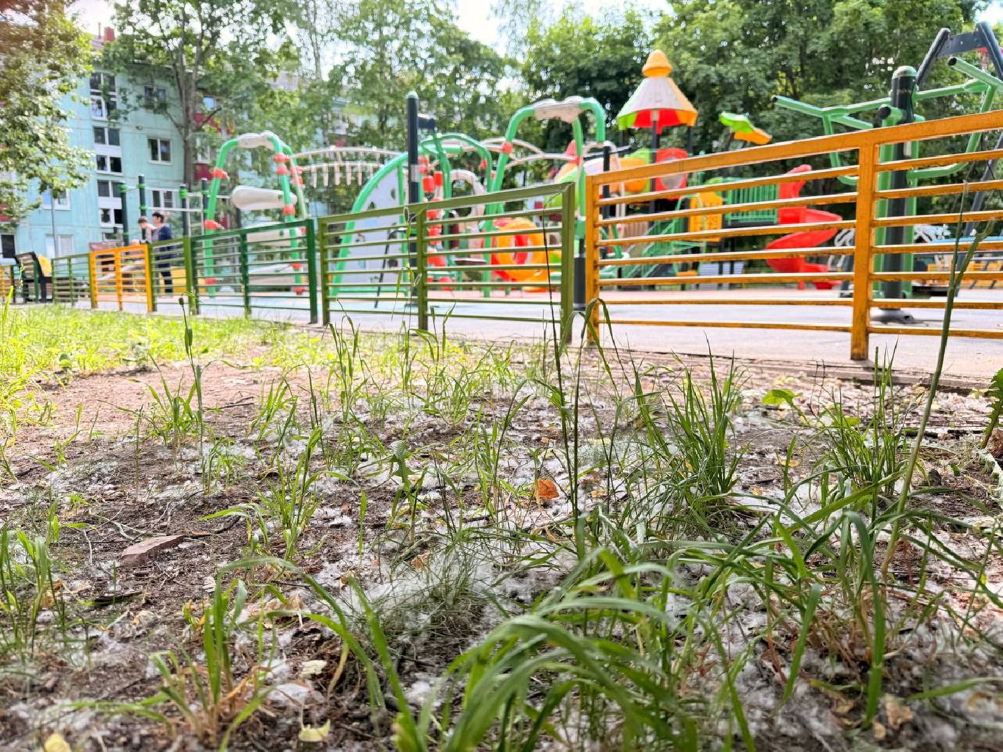 реутов, тополиный пух, аллергия, аллергия под контролем,