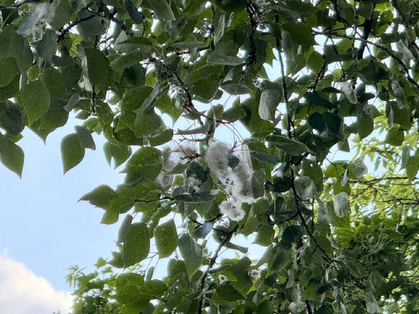 реутов, тополиный пух, аллергия, аллергия под контролем,