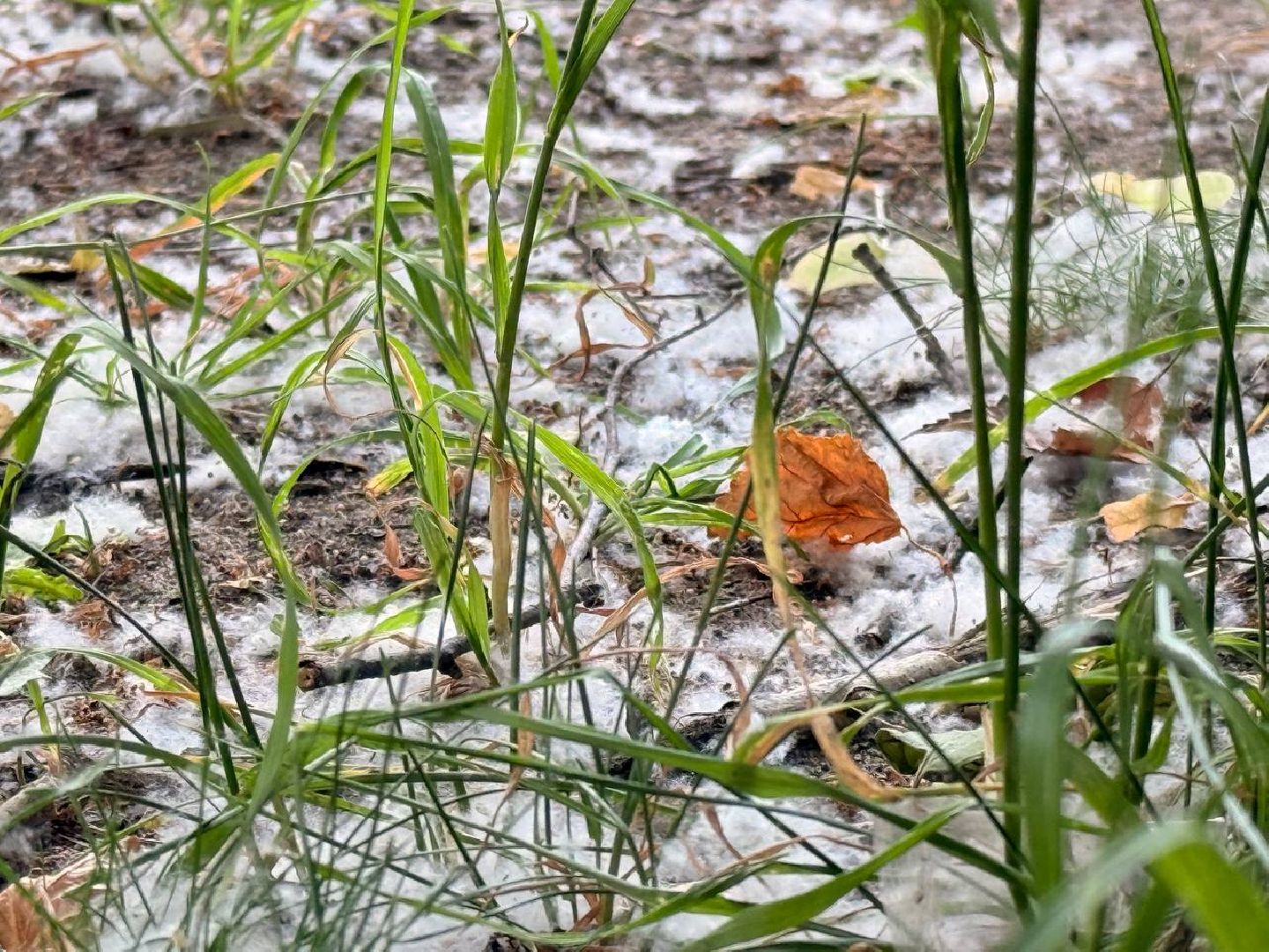 реутов, тополиный пух, аллергия, аллергия под контролем,