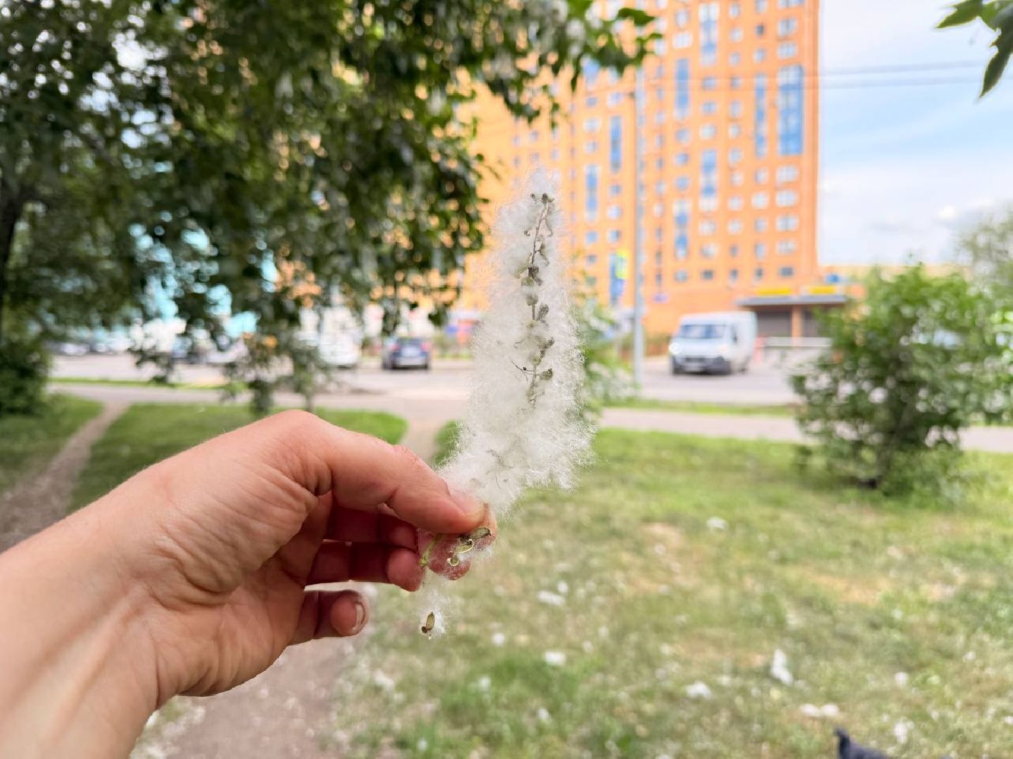 реутов, тополиный пух, аллергия, аллергия под контролем,