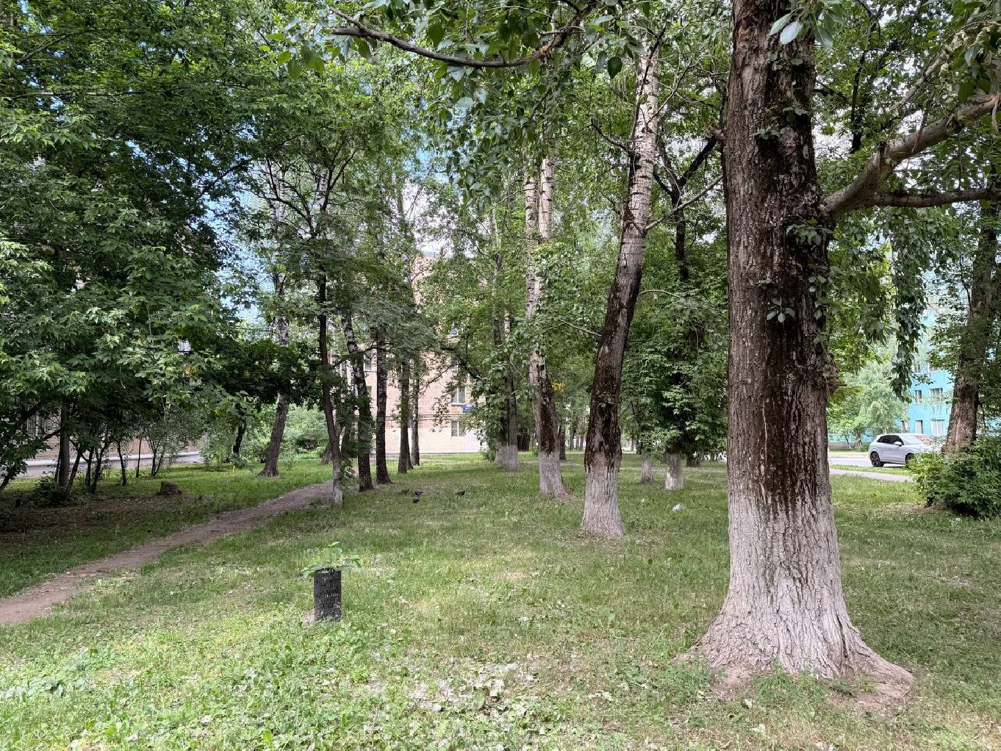 реутов, тополиный пух, аллергия, аллергия под контролем,