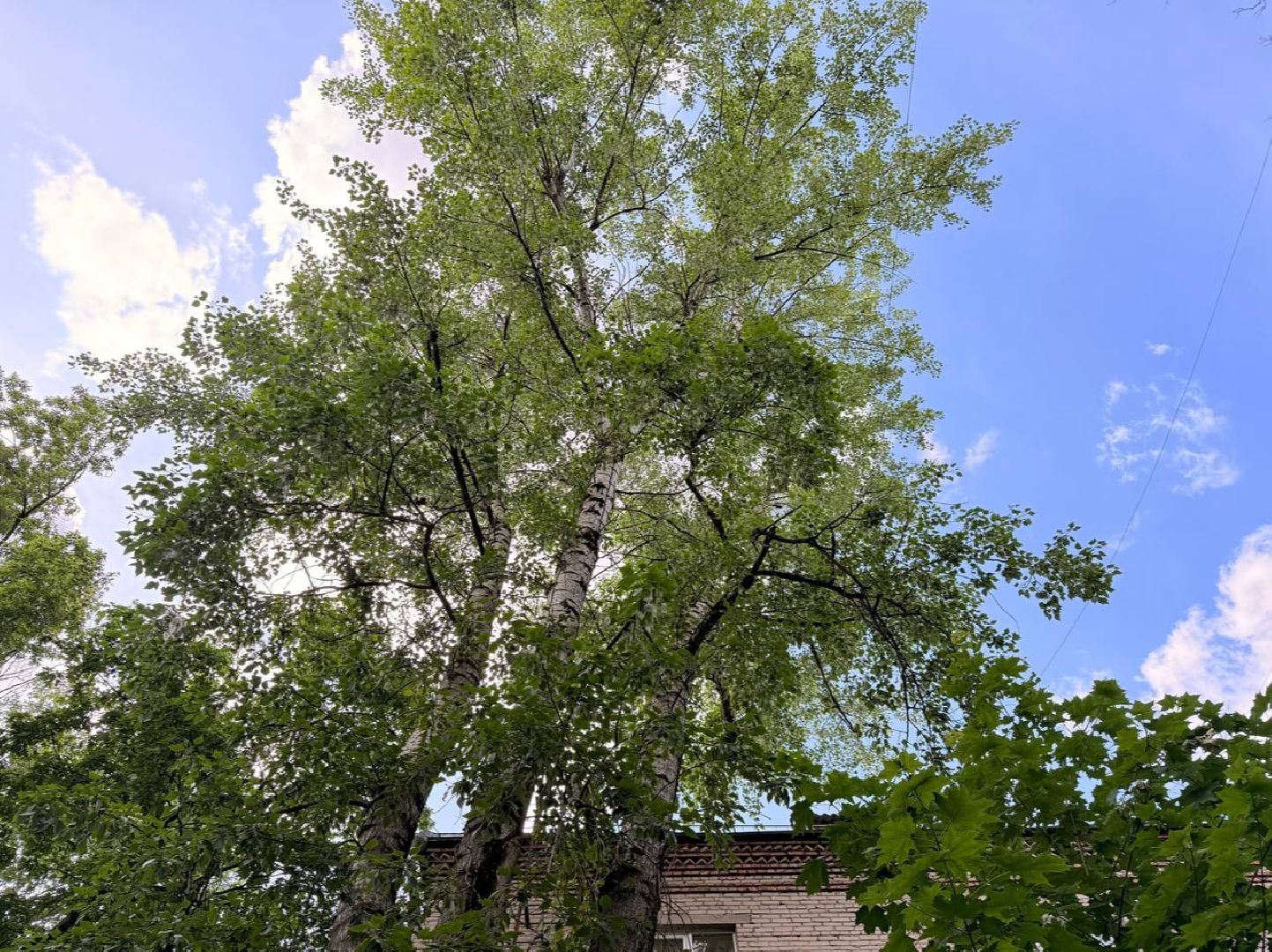 реутов, тополиный пух, аллергия, аллергия под контролем,