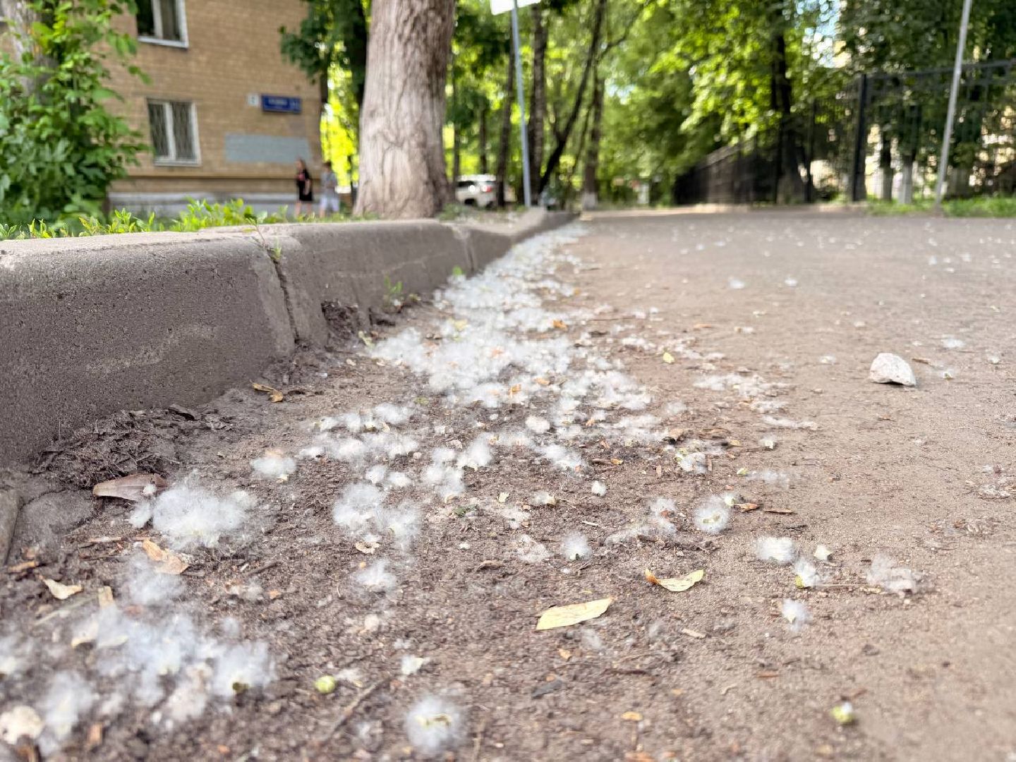 реутов, тополиный пух, аллергия, аллергия под контролем,