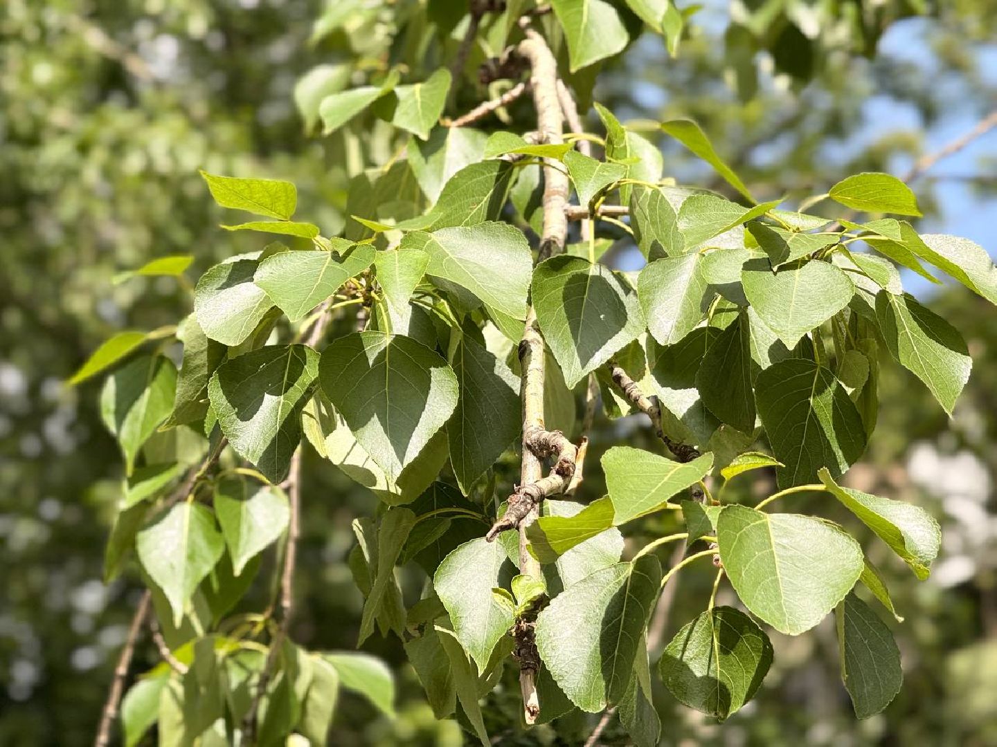 реутов, тополиный пух, аллергия, аллергия под контролем,