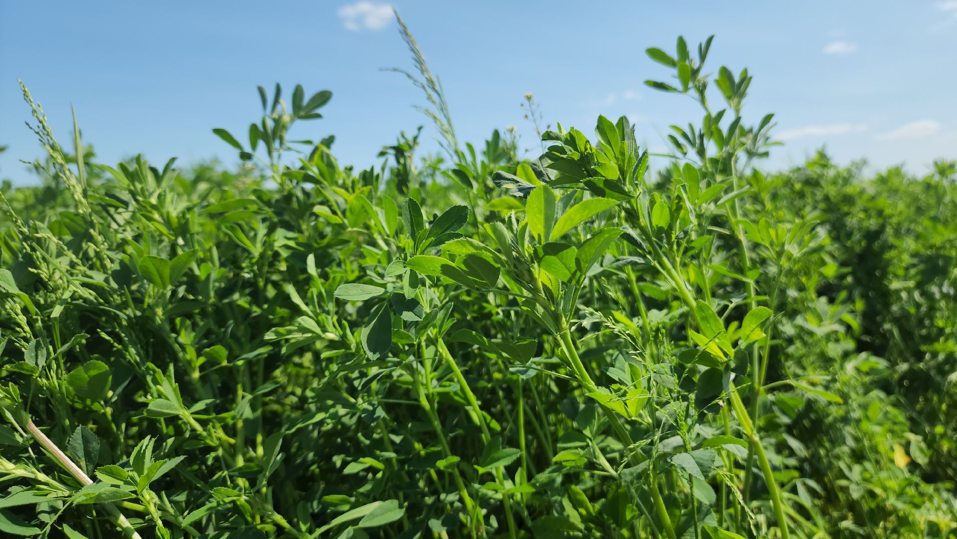 ступино, сельское хозяйство, заготовка кормов,