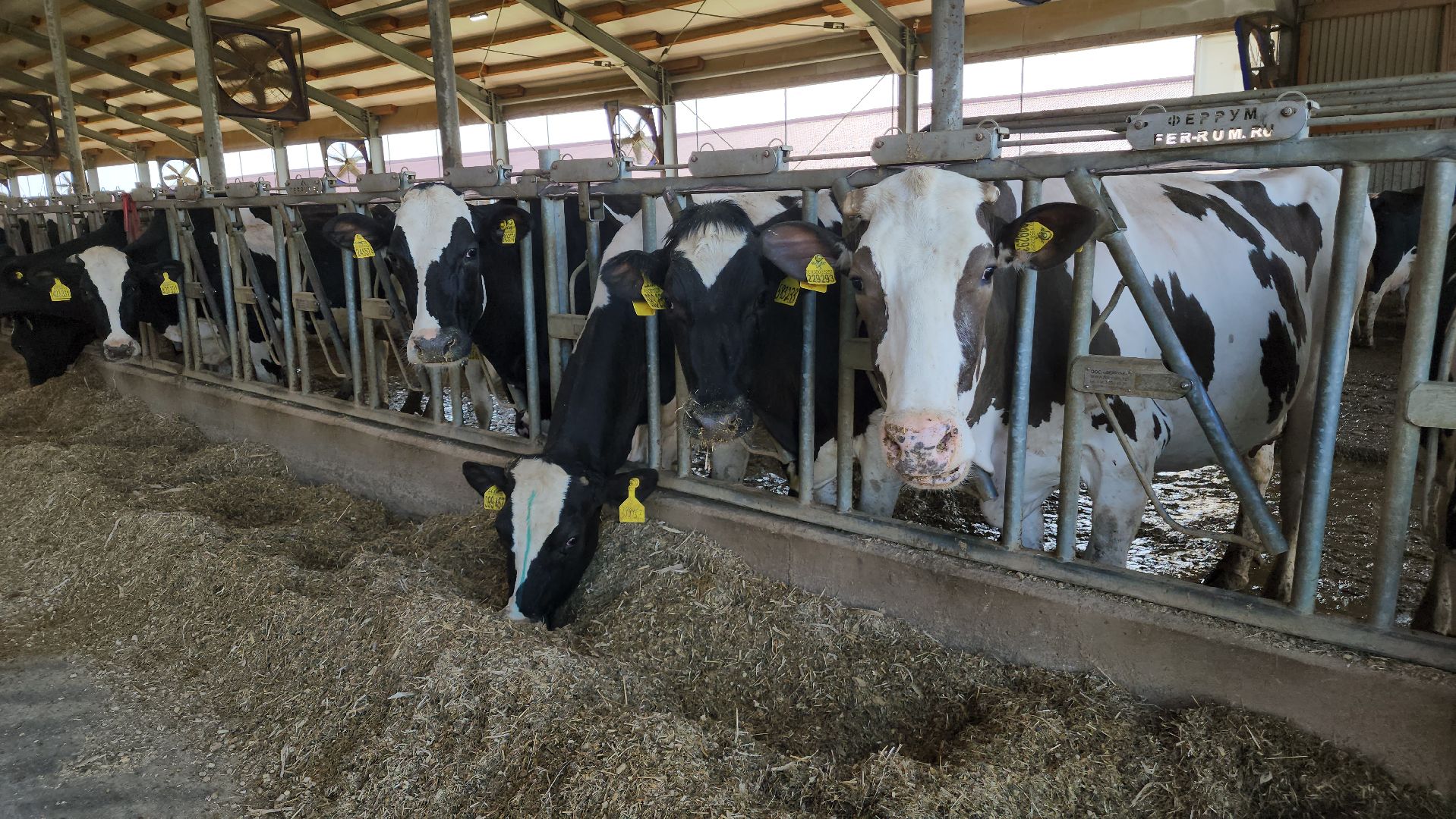 ступино, сельское хозяйство, заготовка кормов,