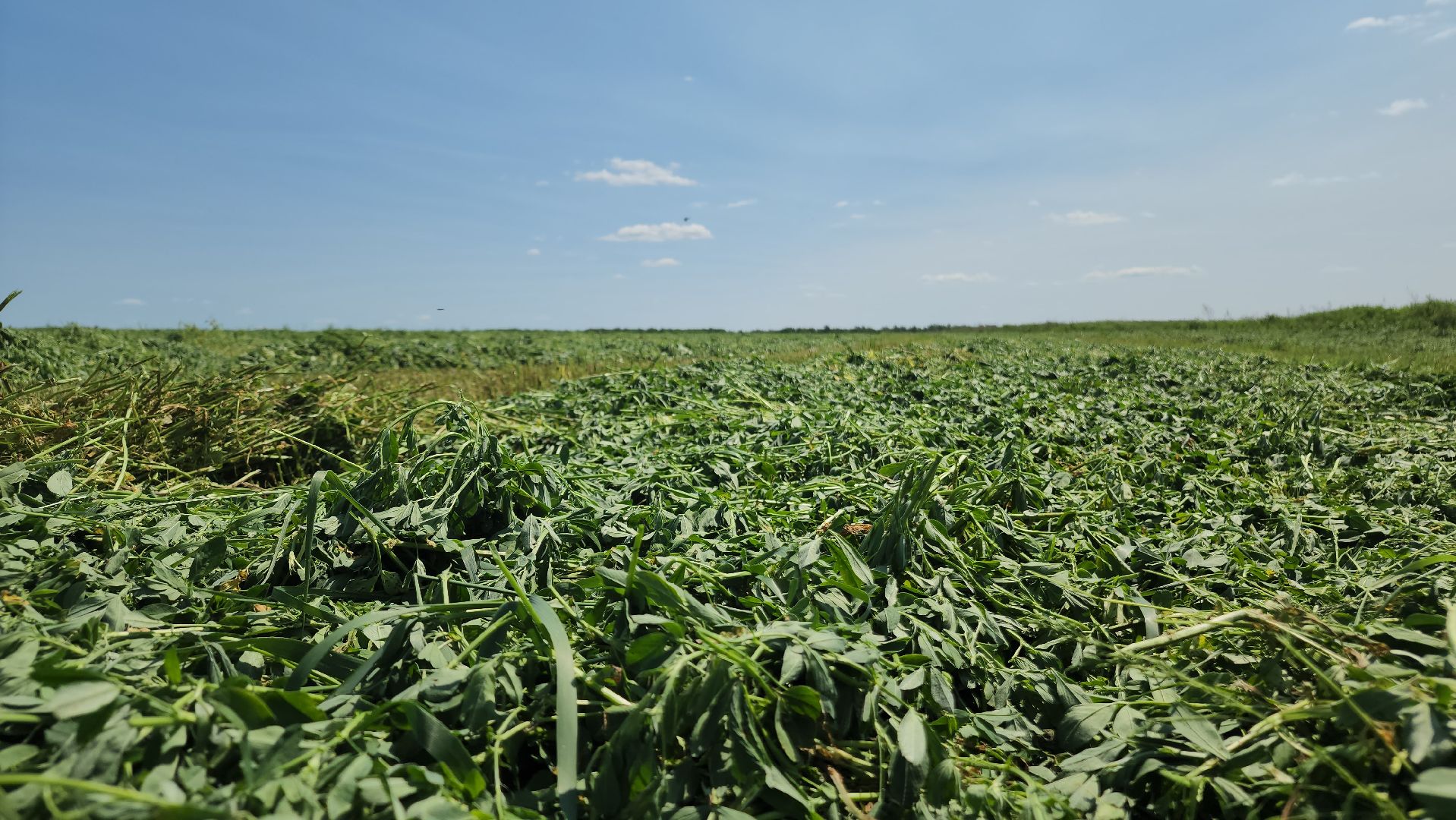 ступино, сельское хозяйство, заготовка кормов,