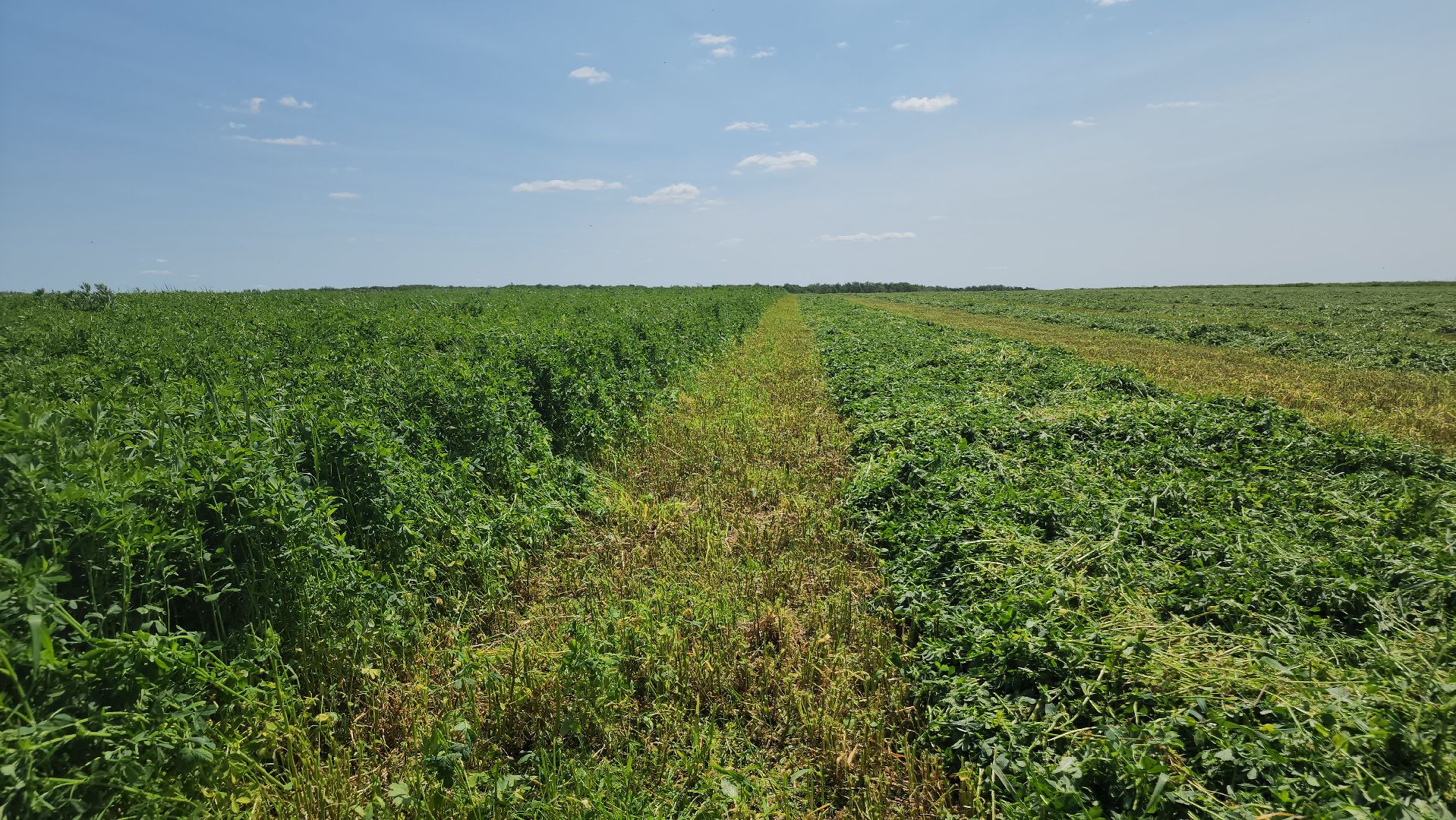 ступино, сельское хозяйство, заготовка кормов,