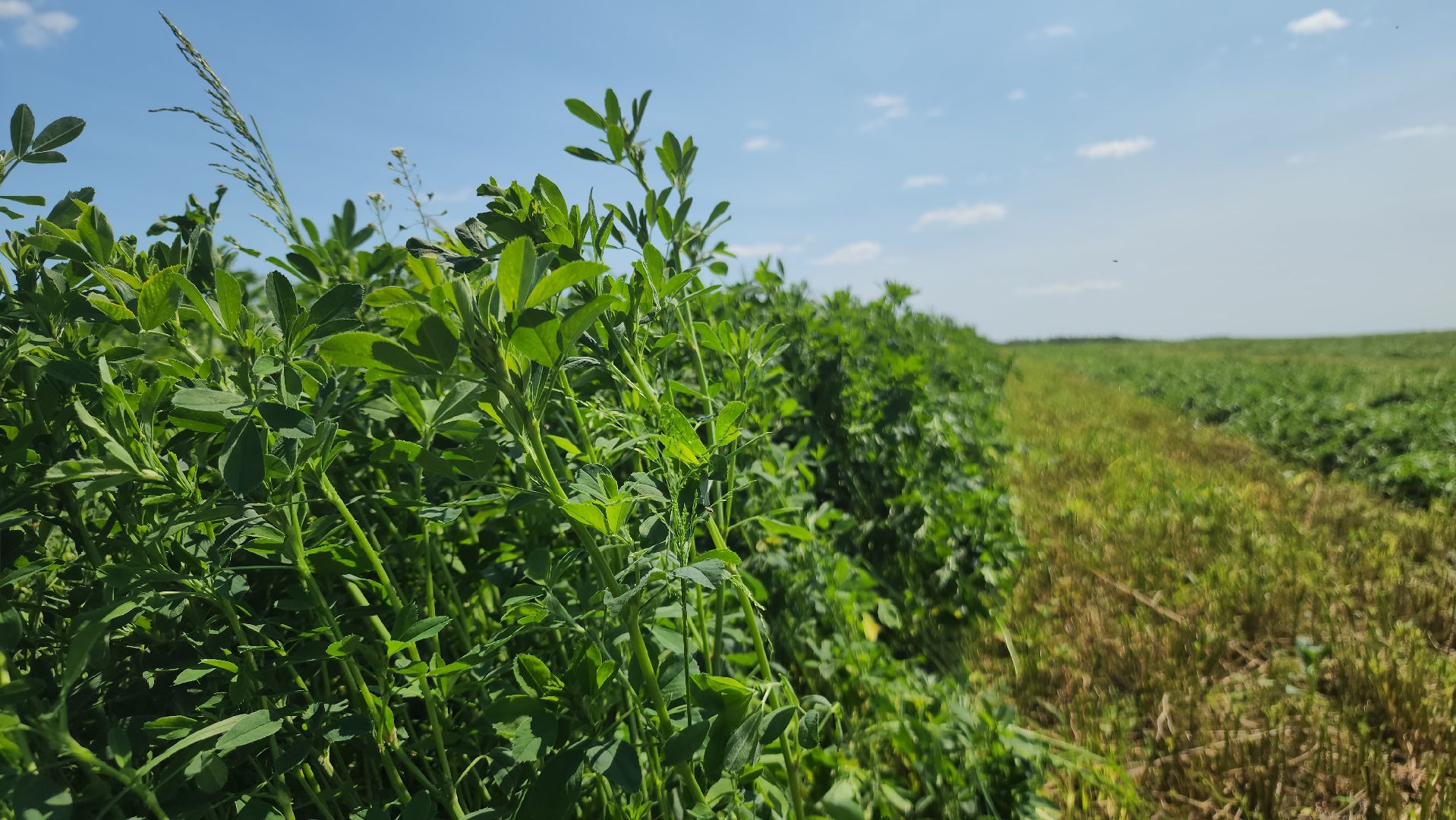 ступино, сельское хозяйство, заготовка кормов,
