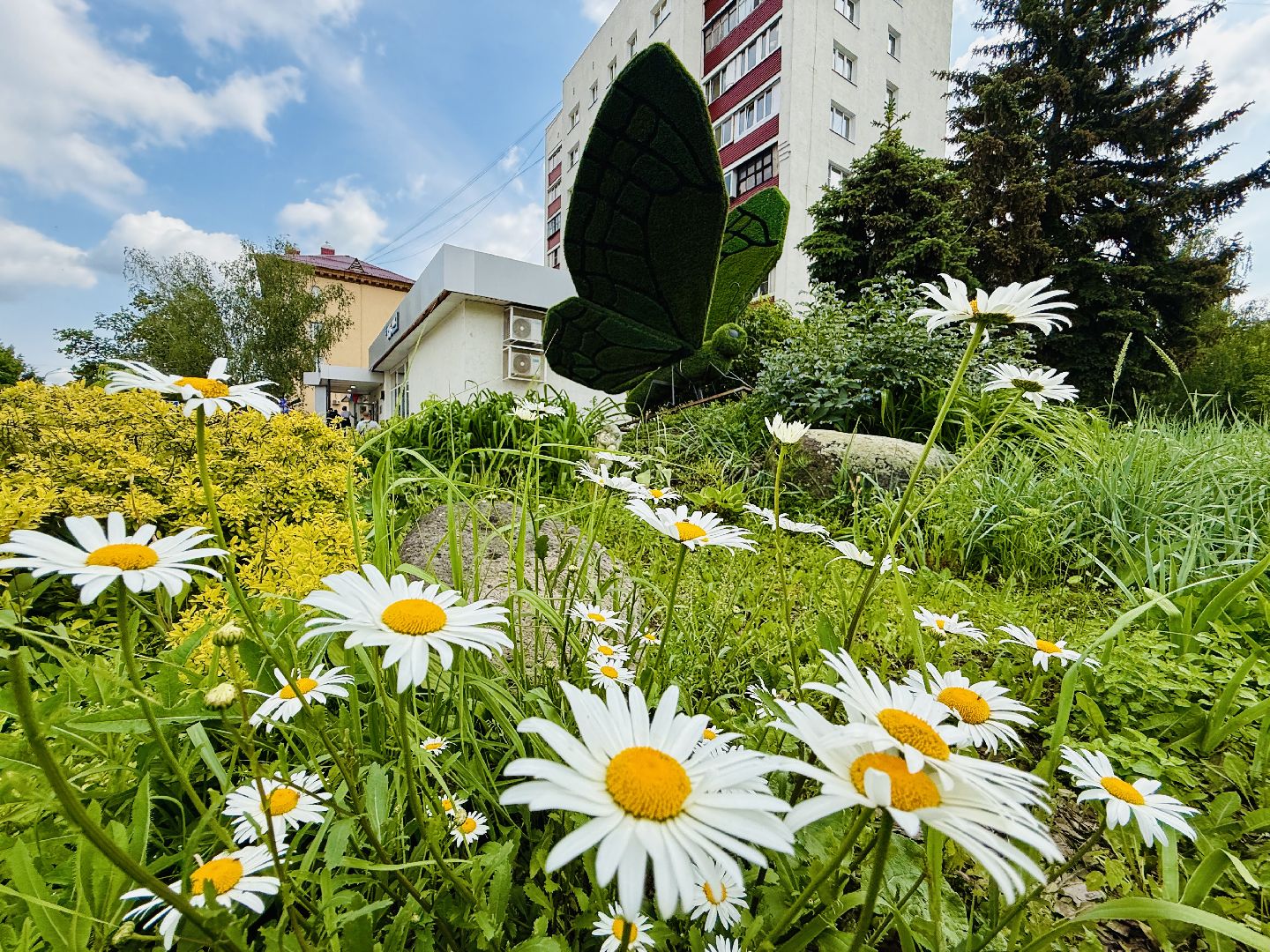 раменское, благоустройство, клумбы, цветы,