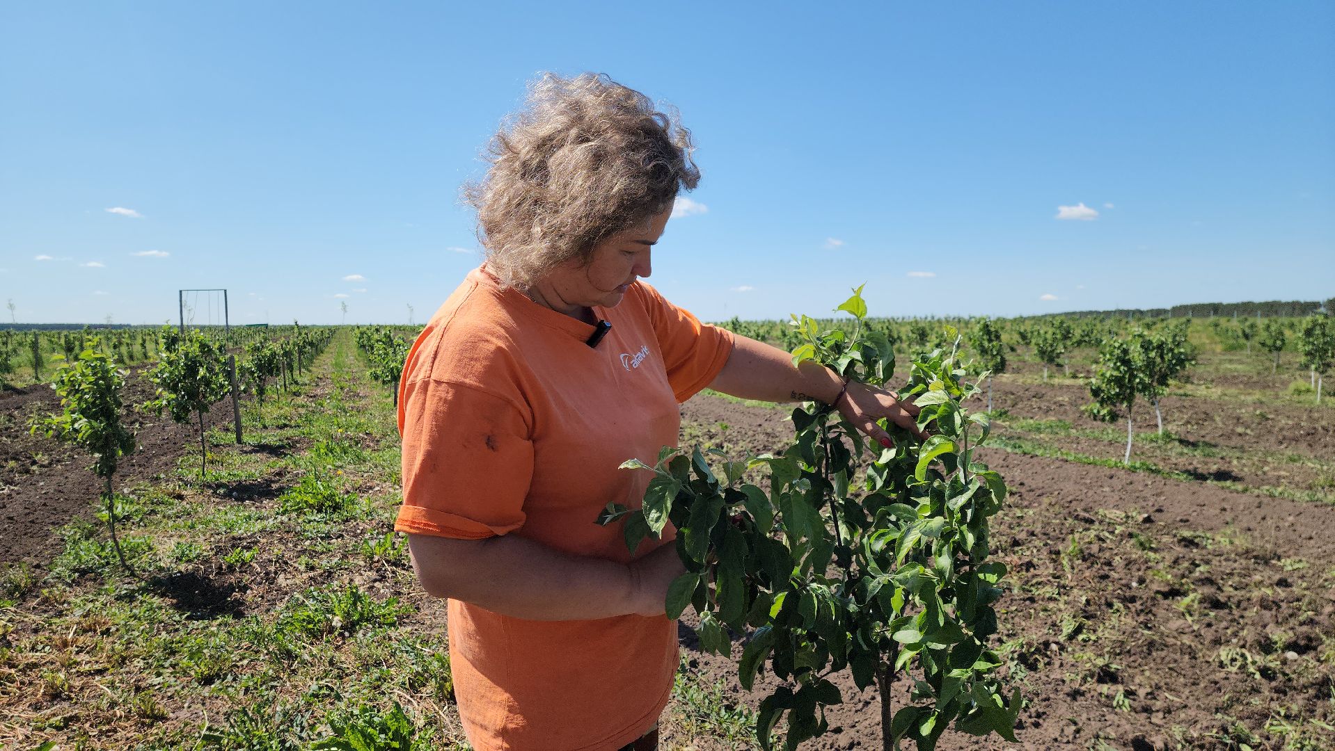 луховицы, яблоневый сад, сельское хозяйство, семейное дело, кфх богатырское,